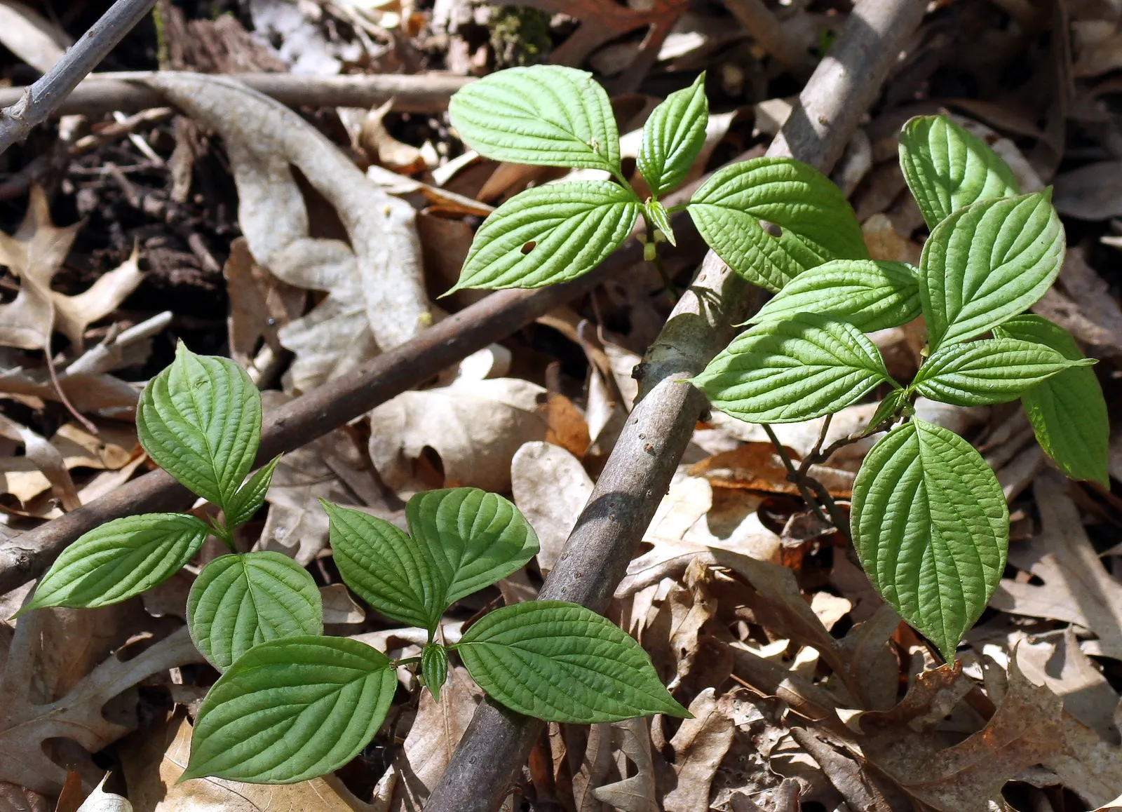 Pagoda Dogwood (Cornus Alternifolia) — organically-rich soils with a slightly acidic to neutral pH; suggestive of the tiers of a pagoda