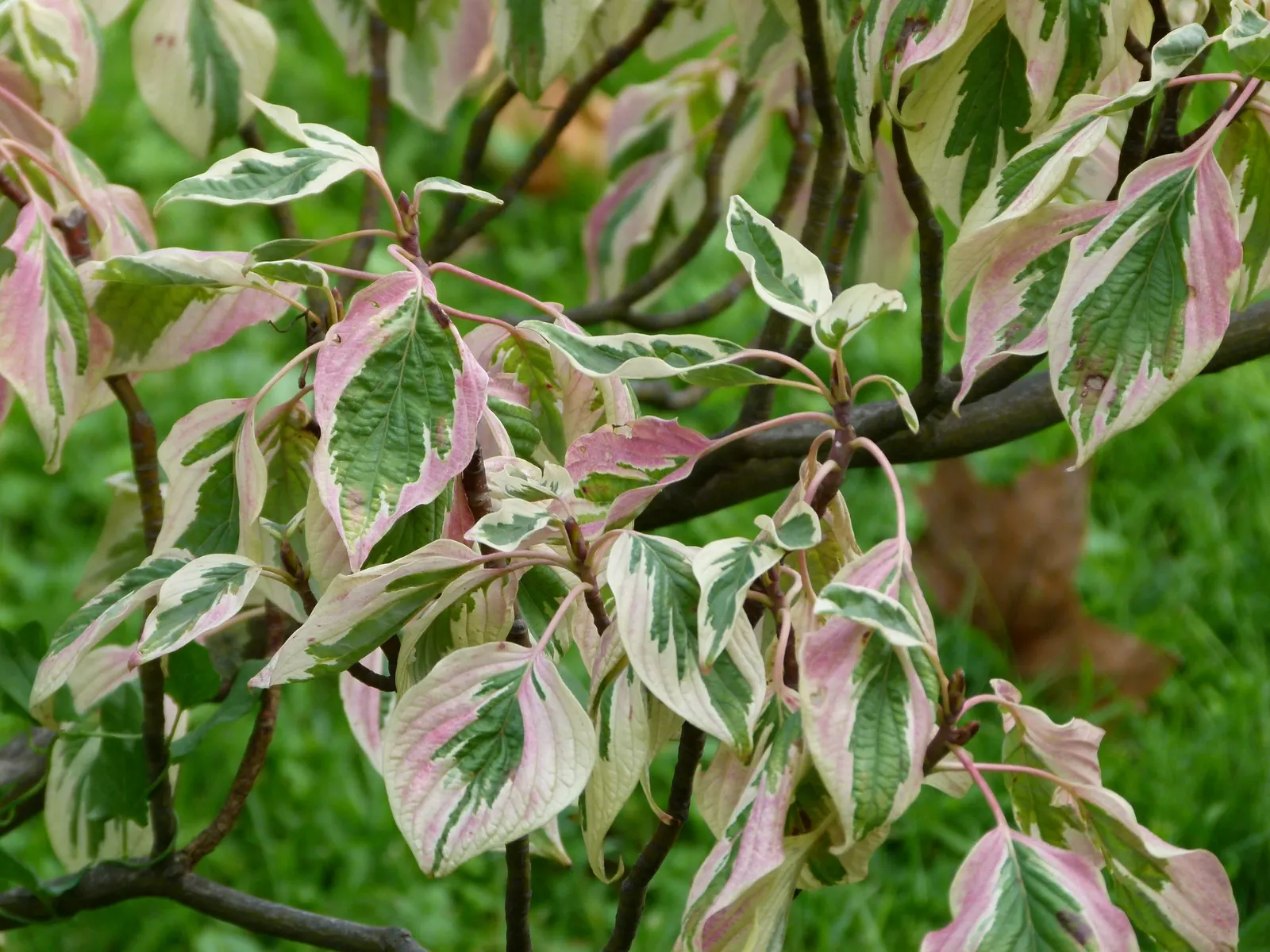 Pagoda Dogwood (Cornus Alternifolia) — shrub / tree for full or half; its elegant structure and seasonal transitions make it an ideal focal point, image 66