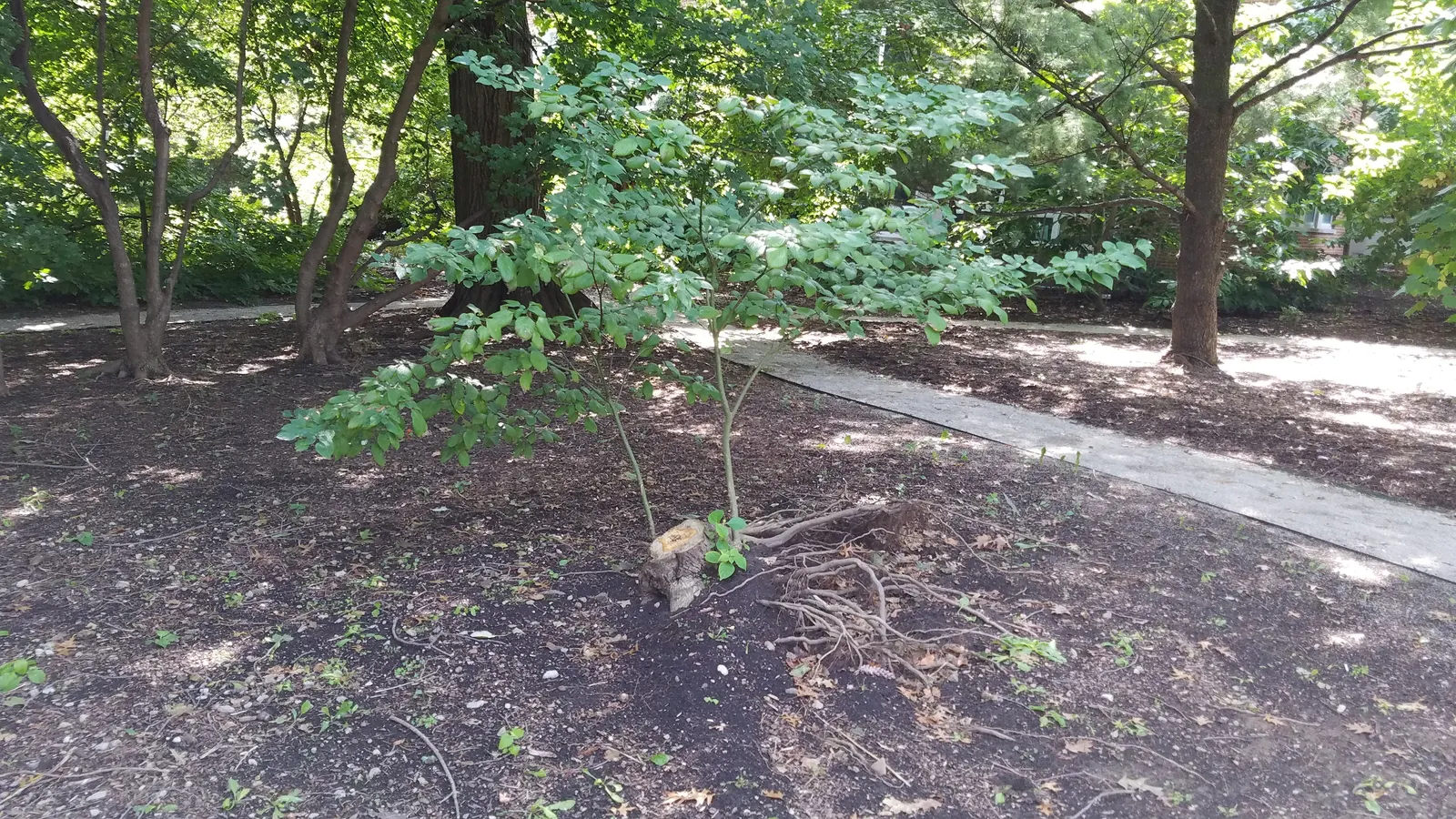 Pagoda Dogwood (Cornus Alternifolia) — shrub / tree for full or half; its elegant structure and seasonal transitions make it an ideal focal point or a