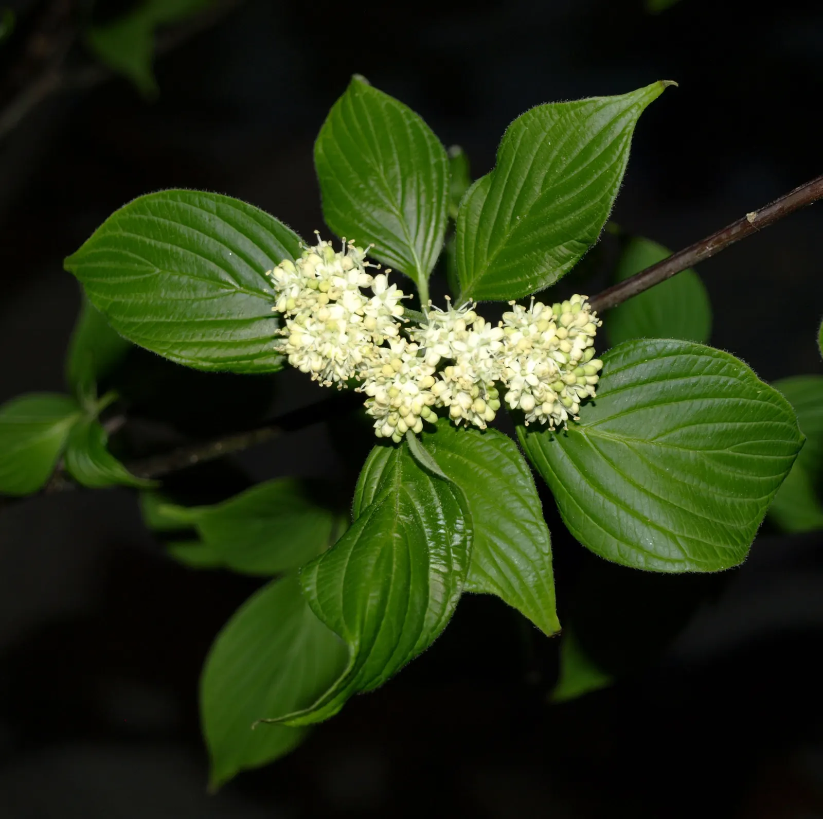 Pagoda Dogwood (Cornus Alternifolia) — Prefers partial shade and well-drained acidic soil; providing year-round interest.<br><br>When integrating, image 69
