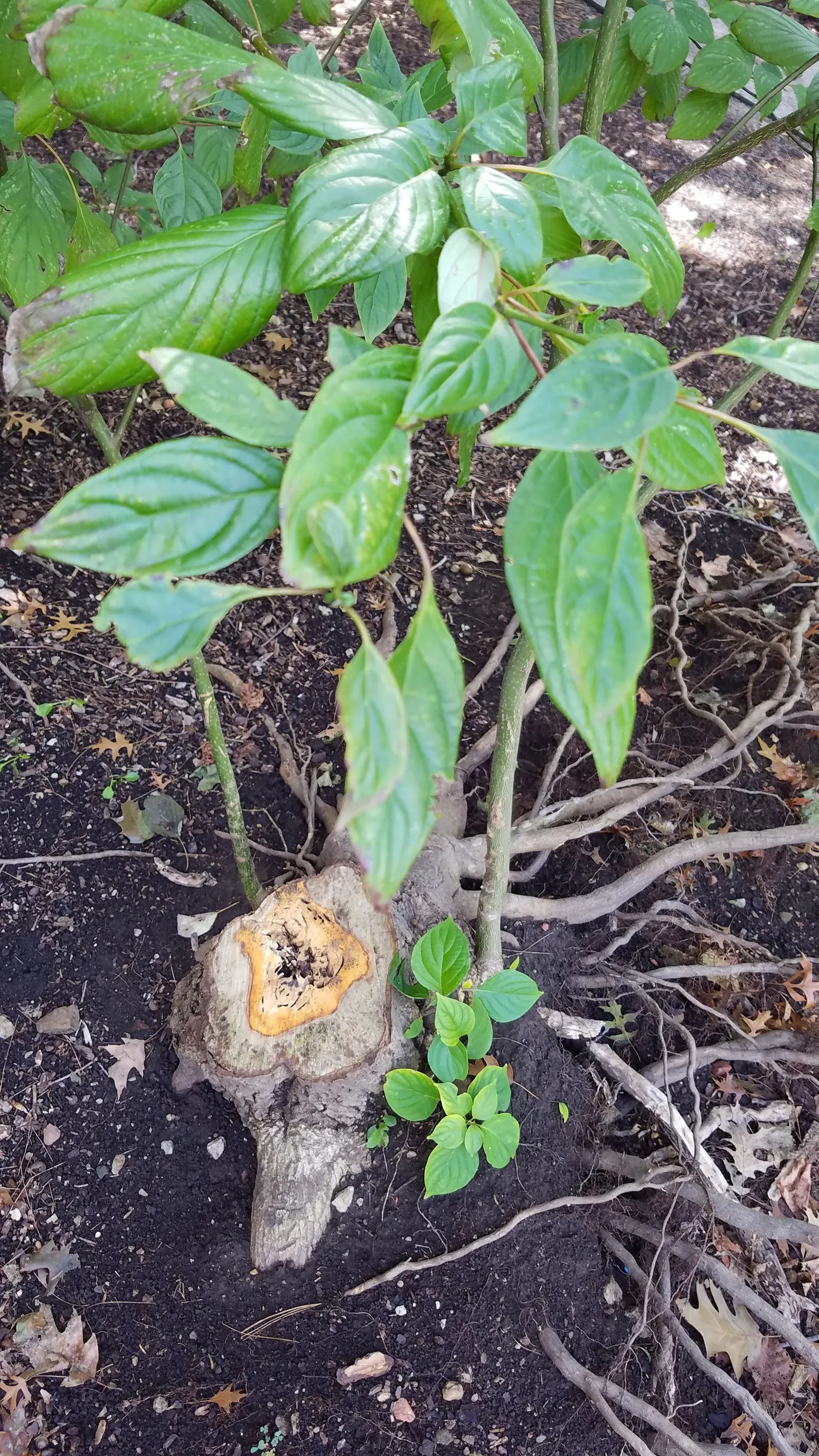 Pagoda Dogwood (Cornus Alternifolia) — is a striking deciduous shrub or small tree