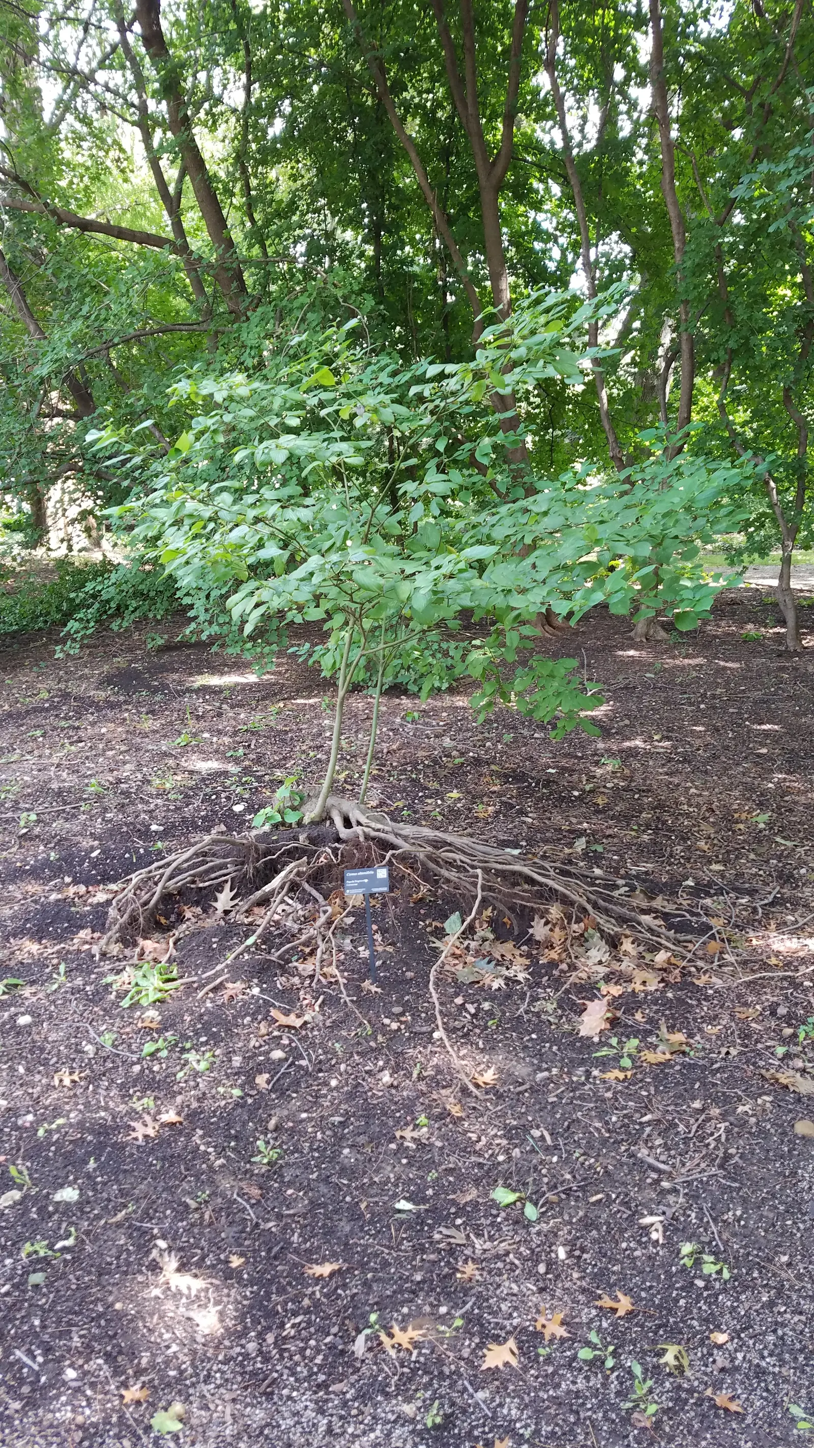 Pagoda Dogwood (Cornus Alternifolia) — shrub / tree with white and yellow blooms