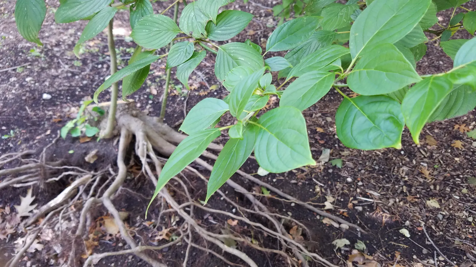 Pagoda Dogwood (Cornus Alternifolia) — organically-rich soils with a slightly acidic to neutral pH