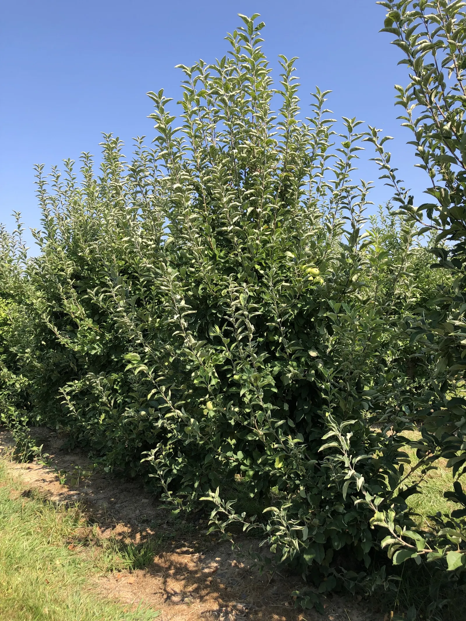 Granny Smith Apple (Malus Pumila 'Granny Smith') — typically from October to November