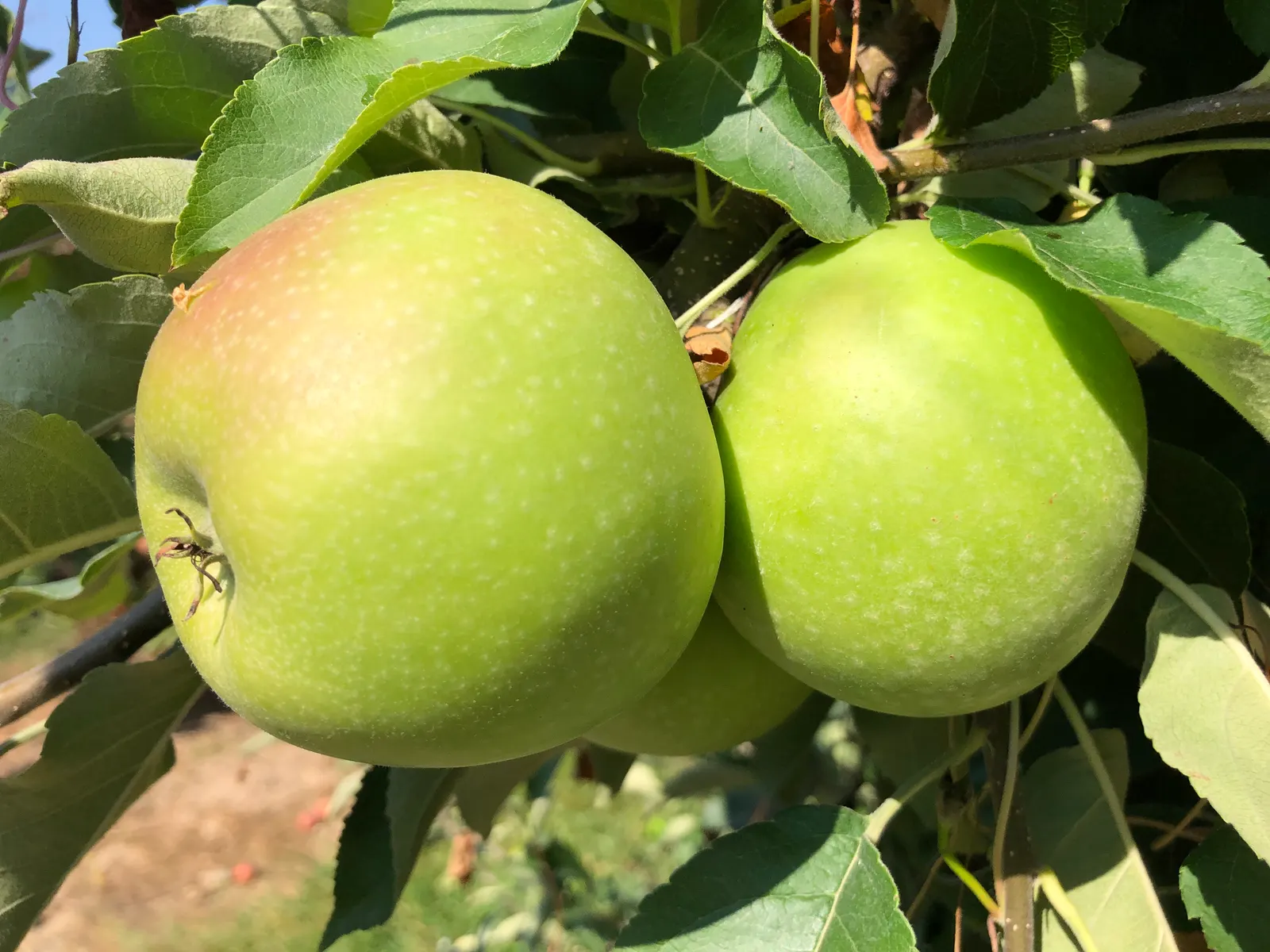 Granny Smith Apple (Malus Pumila 'Granny Smith') — is a vigorous cultivar known for its crisp