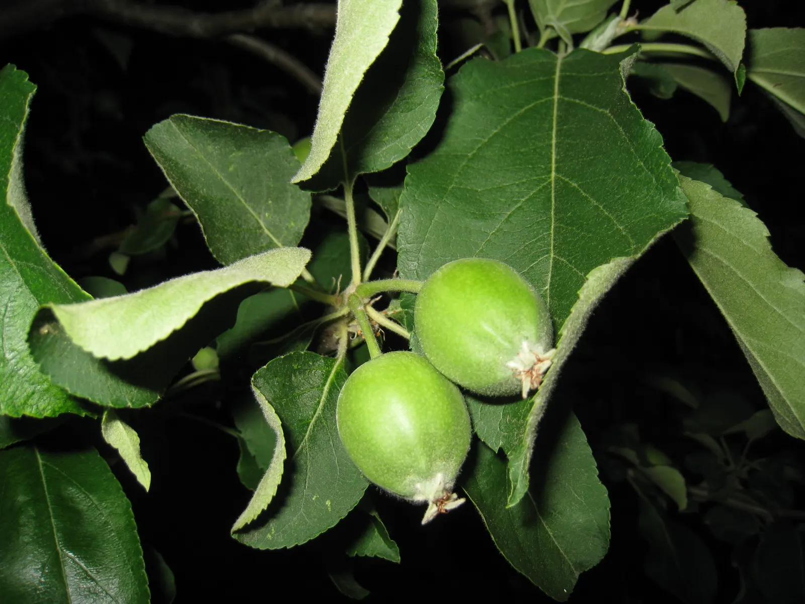 Granny Smith Apple (Malus Pumila 'Granny Smith') — They thrive in USDA hardiness zones 5 through 9 and prefer well-drained