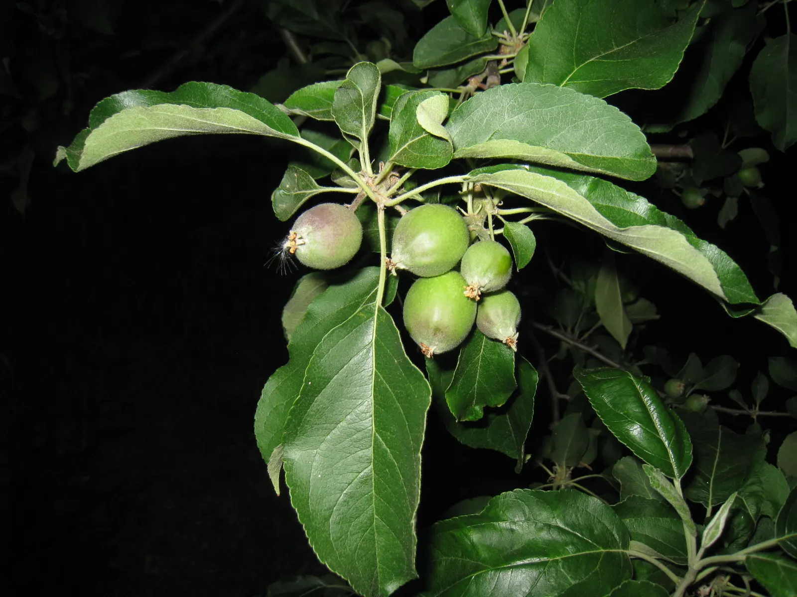 Granny Smith Apple (Malus Pumila 'Granny Smith') — loamy soil with a pH range of 6.0 to 7.0