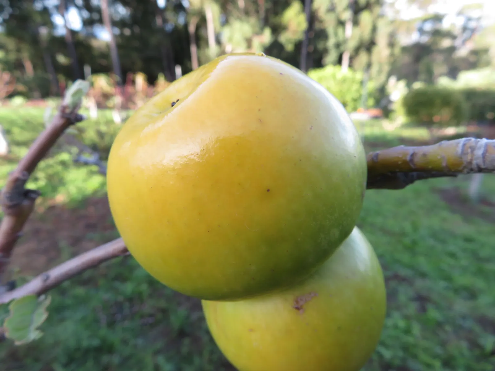 Granny Smith Apple (Malus Pumila 'Granny Smith') — Hardy in USDA Zones 5-8, it's perfect for temperate climates