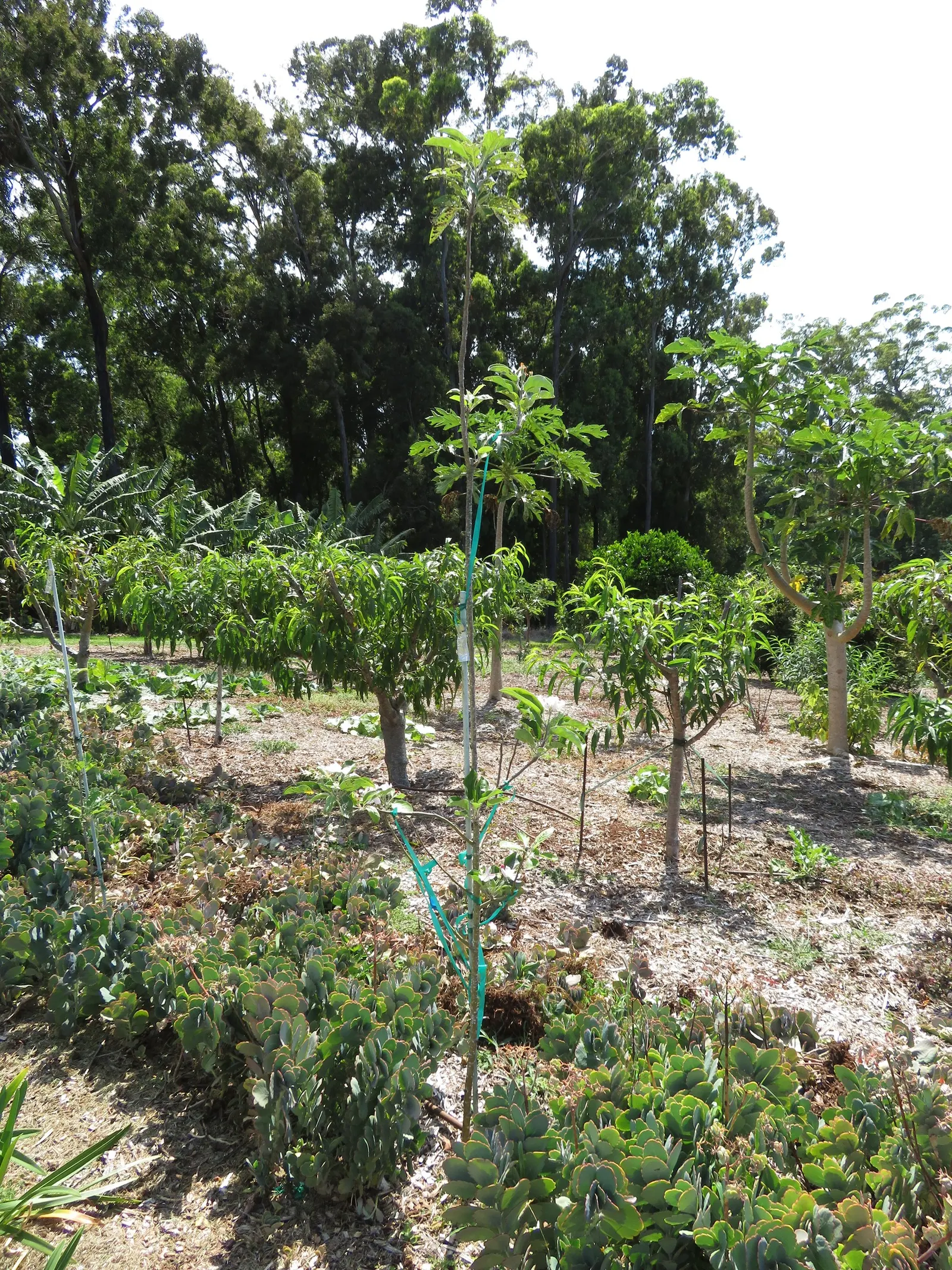 Granny Smith Apple (Malus Pumila 'Granny Smith') — the trees produce mature fruits