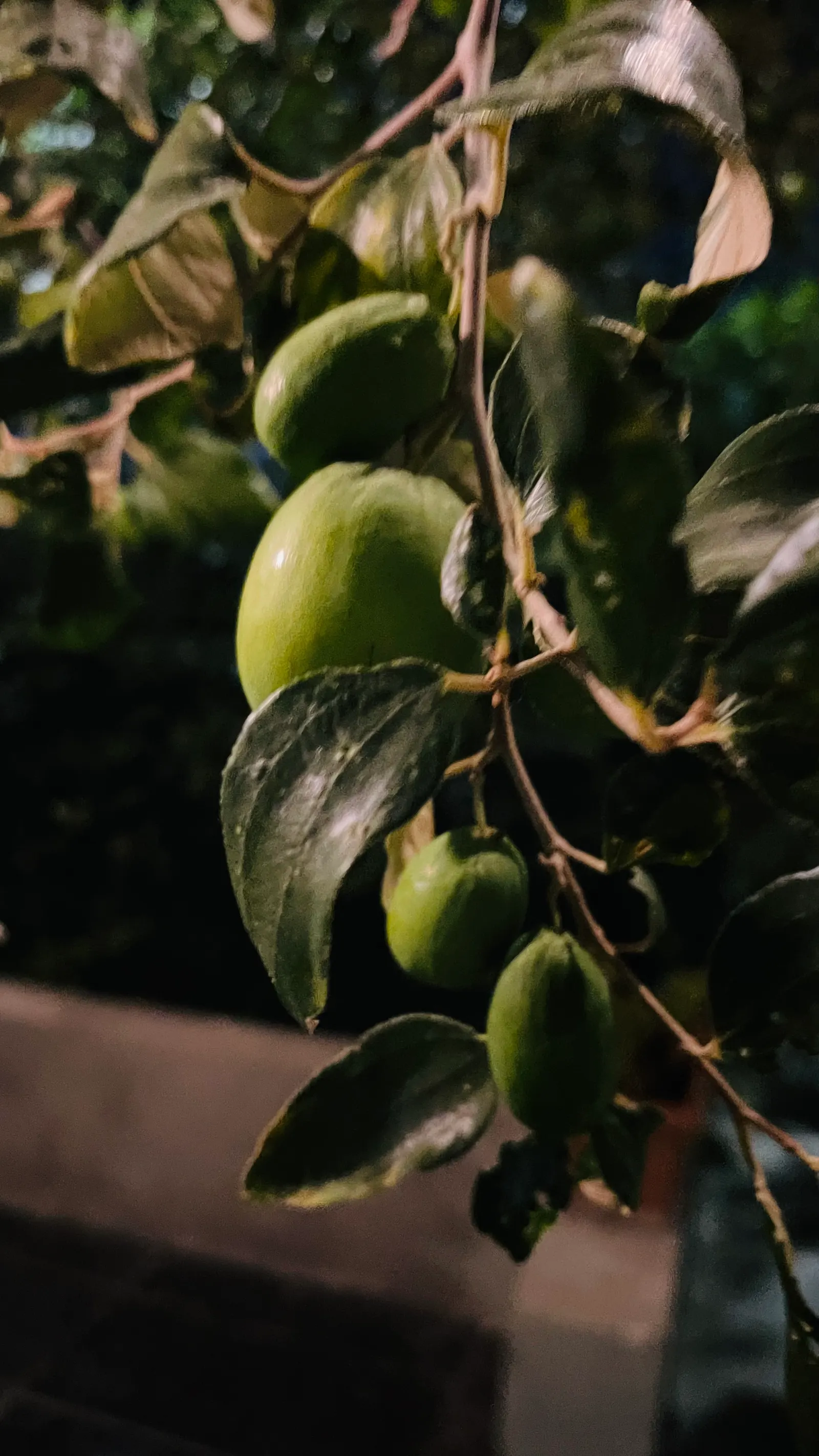Granny Smith Apple (Malus Pumila 'Granny Smith') — each about 3 to 4 inches in diameter