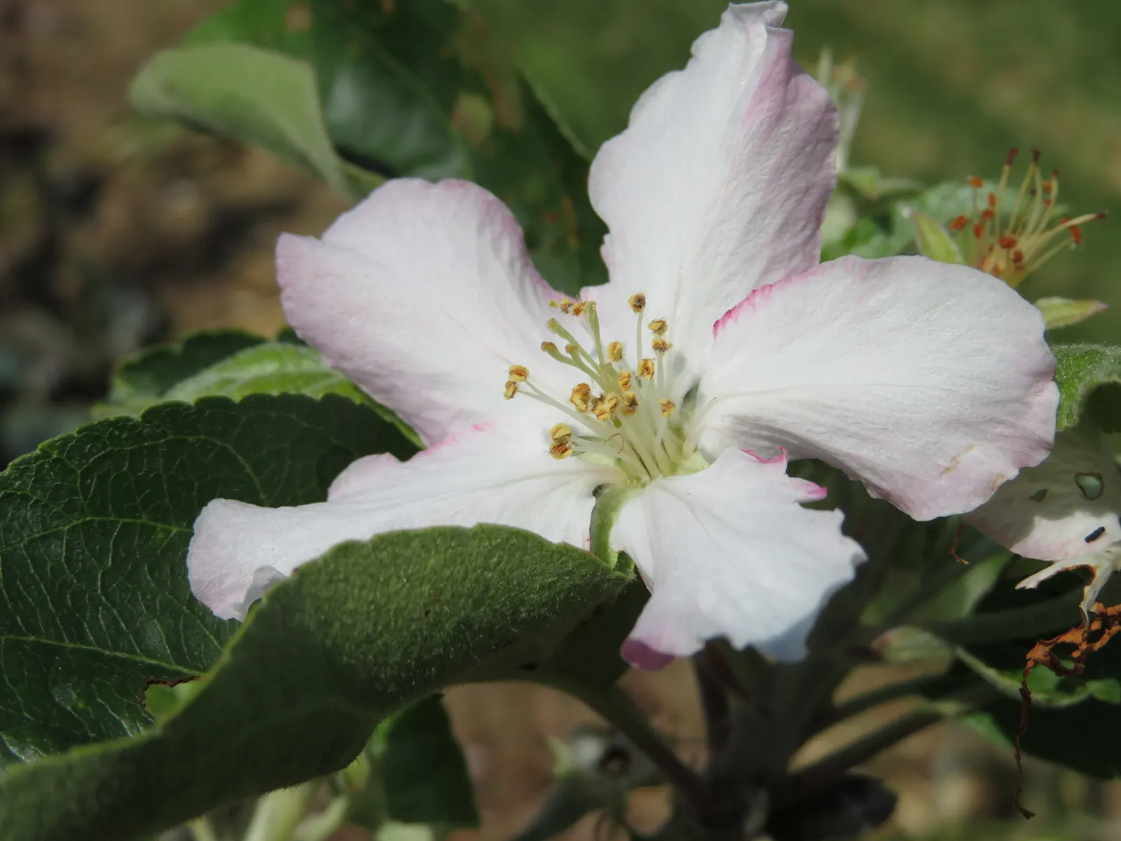 Granny Smith Apple (Malus Pumila 'Granny Smith') — is vital for optimal growth and fruiting.<br><br>Springtime brings a show of delicate white flowers