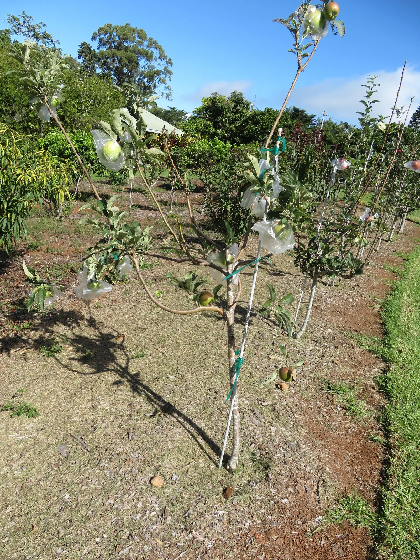 Granny Smith Apple (Malus Pumila 'Granny Smith') — such as the 'Golden Delicious'
