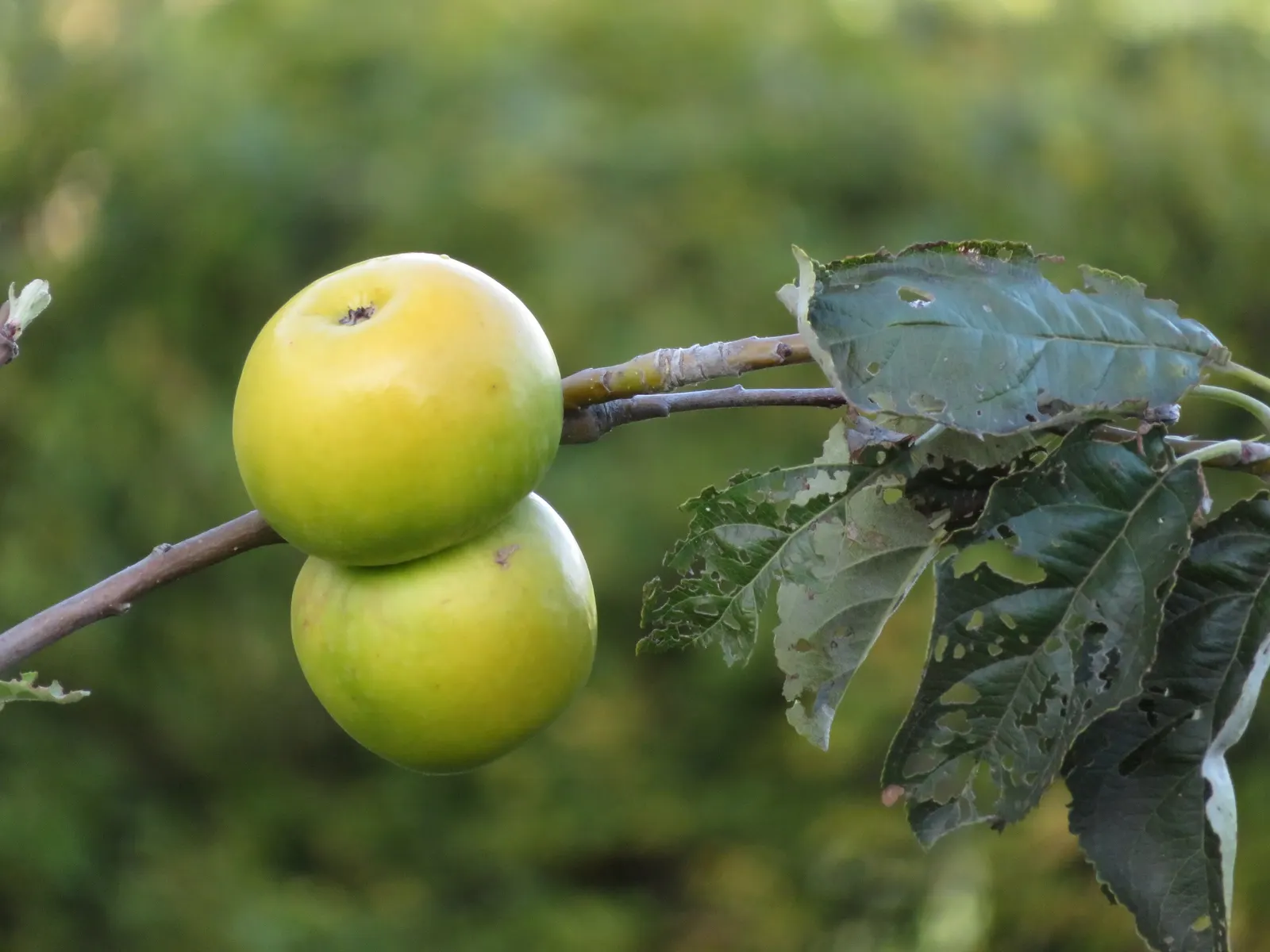 Granny Smith Apple (Malus Pumila 'Granny Smith') — tart fruits with bright green skin