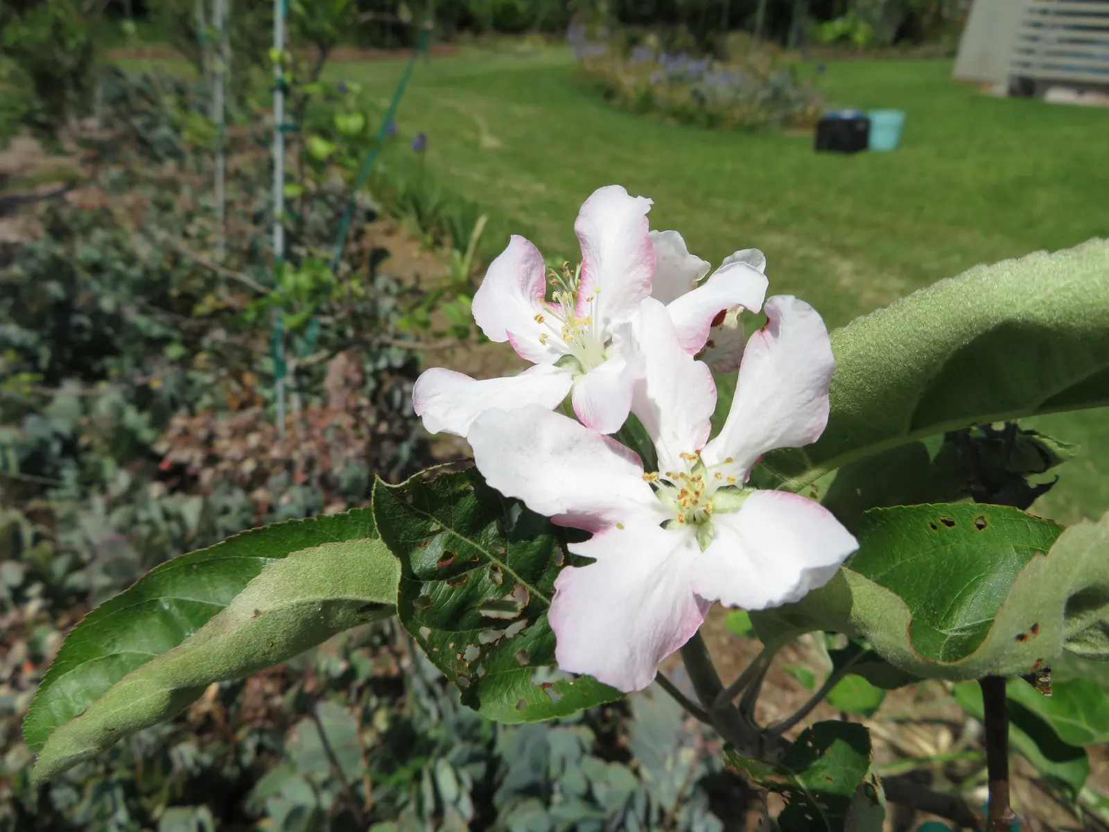 Granny Smith Apple (Malus Pumila 'Granny Smith') — Prefers full sun and well-drained soil