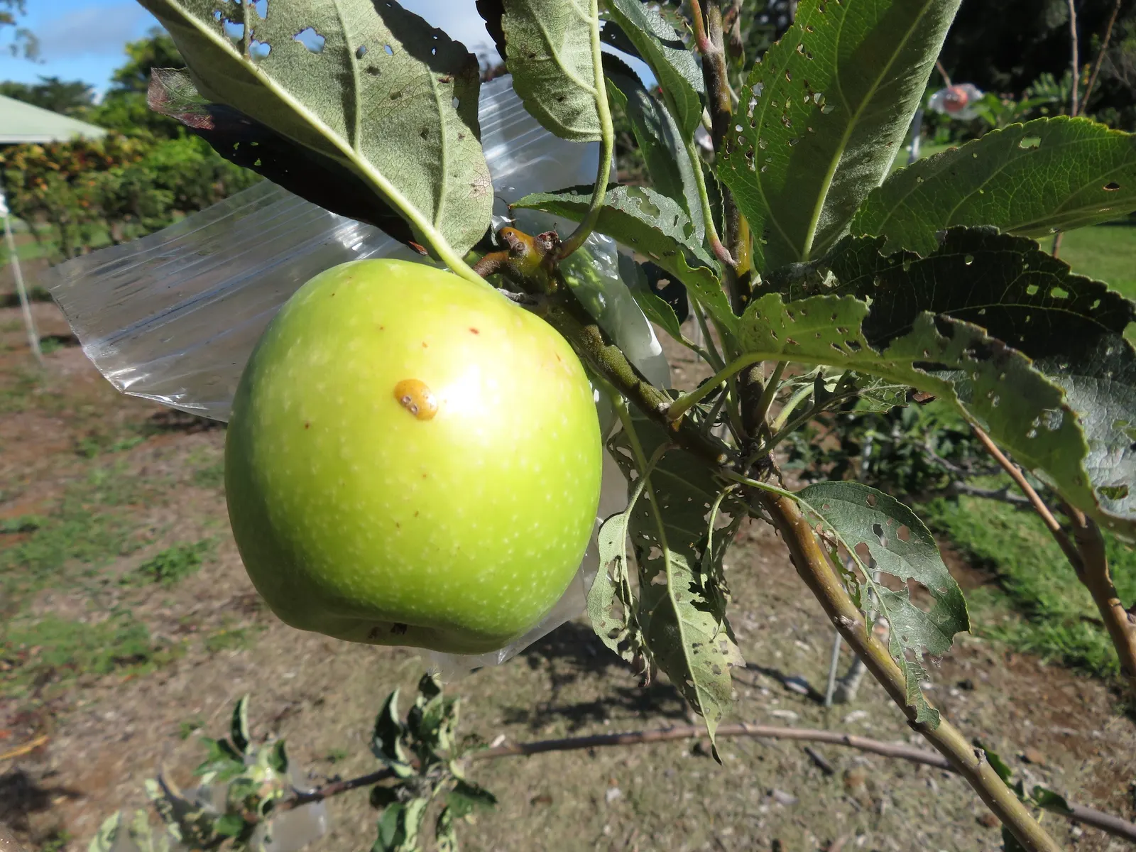 Granny Smith Apple (Malus Pumila 'Granny Smith') — Regular pruning is necessary for maintaining health and encouraging a strong structure