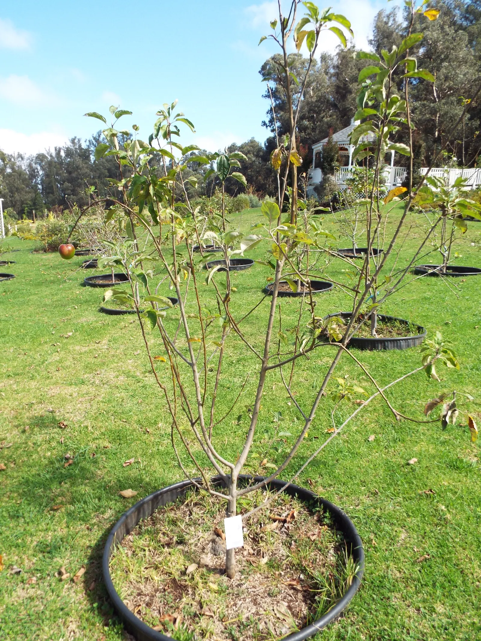 Granny Smith Apple (Malus Pumila 'Granny Smith') — The 'Granny Smith' apple tree