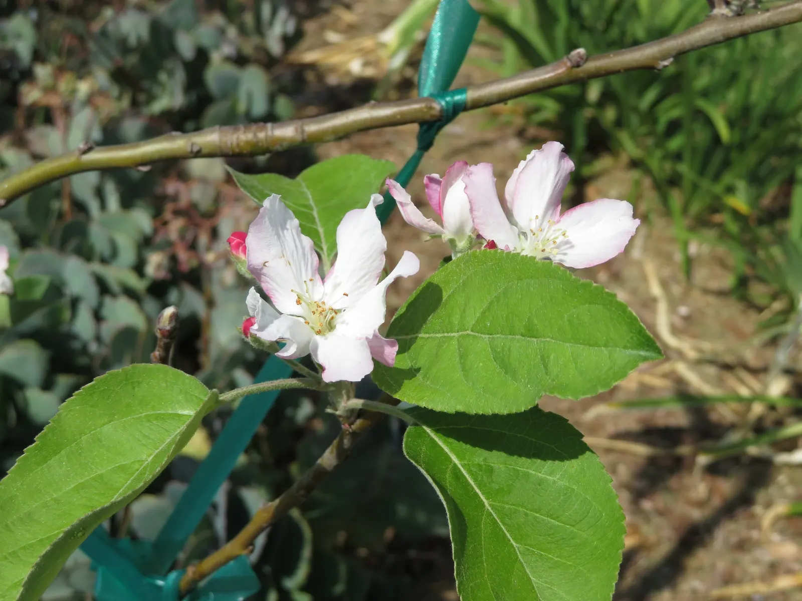 Granny Smith Apple (Malus Pumila 'Granny Smith') — equating to at least 6 hours of direct sunlight per day