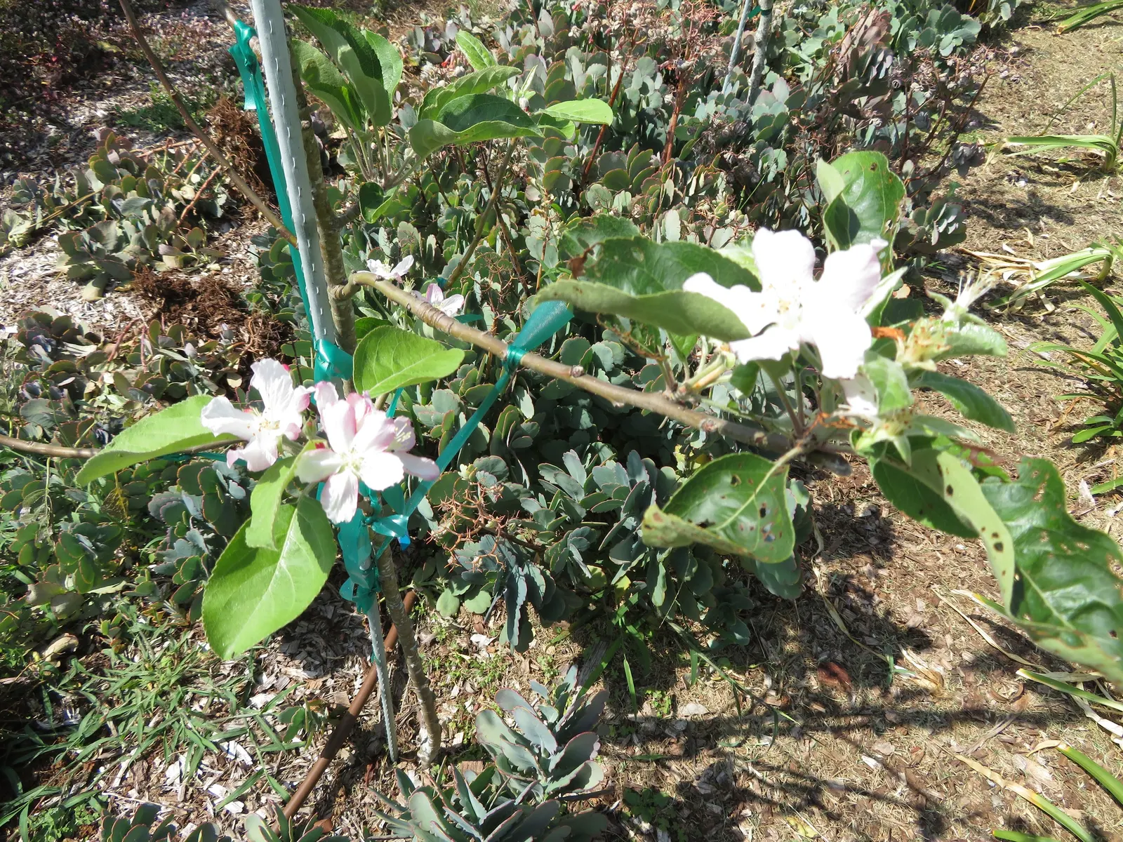 Granny Smith Apple (Malus Pumila 'Granny Smith') — providing visual interest and attracting pollinators