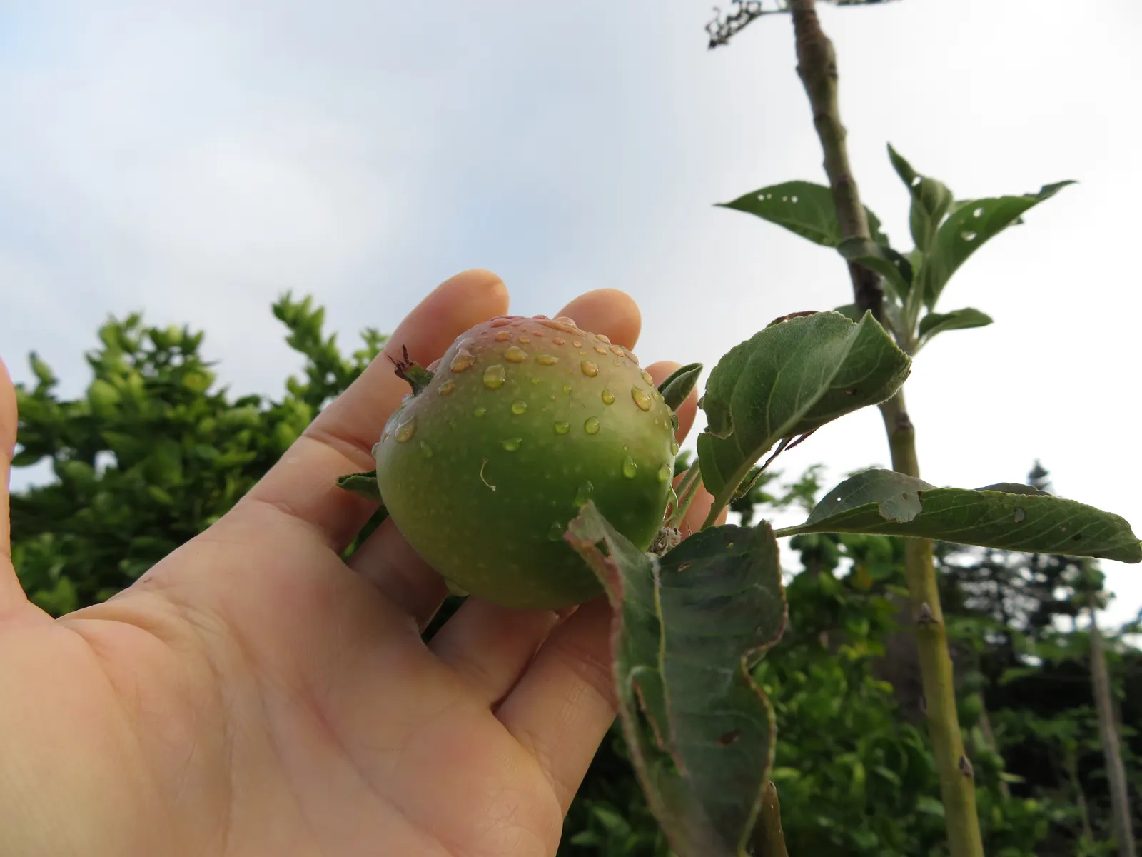 Granny Smith Apple (Malus Pumila 'Granny Smith') — this self-fertile tree offers white blossoms in spring