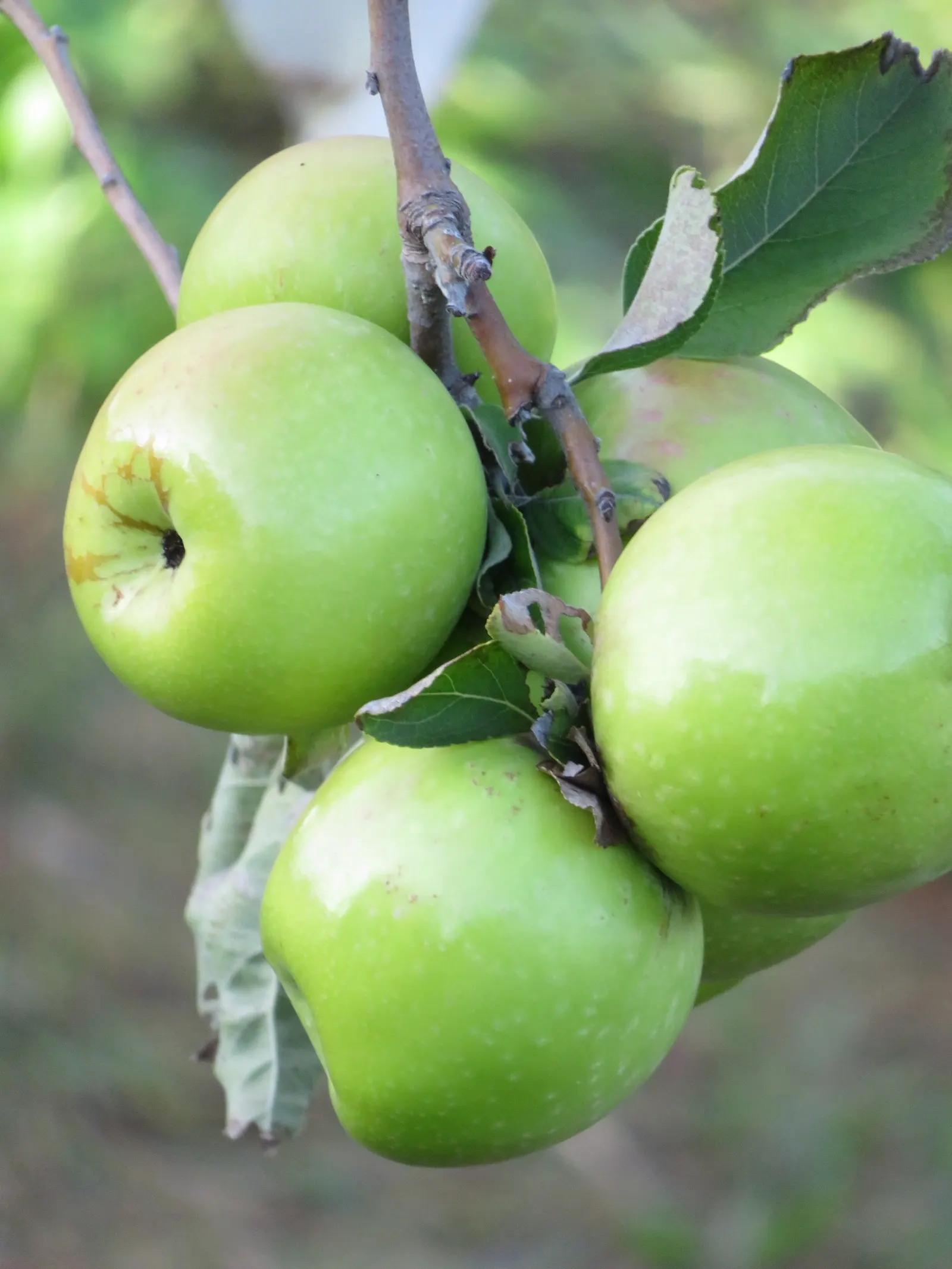 Granny Smith Apple (Malus Pumila 'Granny Smith') — Ideal for both culinary use and as a fresh eating apple