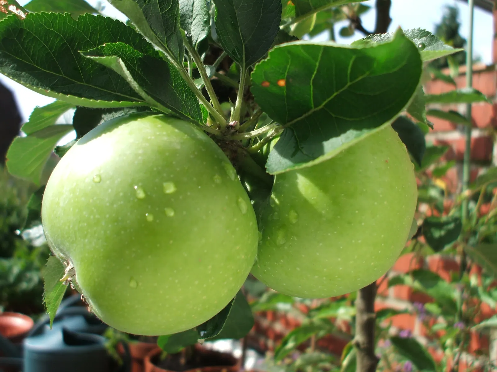 Granny Smith Apple (Malus Pumila 'Granny Smith') — Maturing at a height of 12-20 feet with a 10-15 feet spread