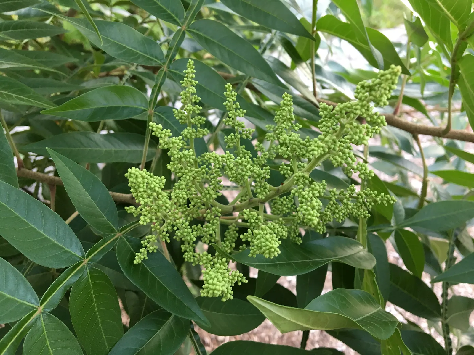 Shining Sumac, Winged Sumac (Rhus Copallina) — Rhus copallinum, or Winged Sumac, is a deciduous shrub reaching 10-15 feet tall and wide; drought-tolerant and