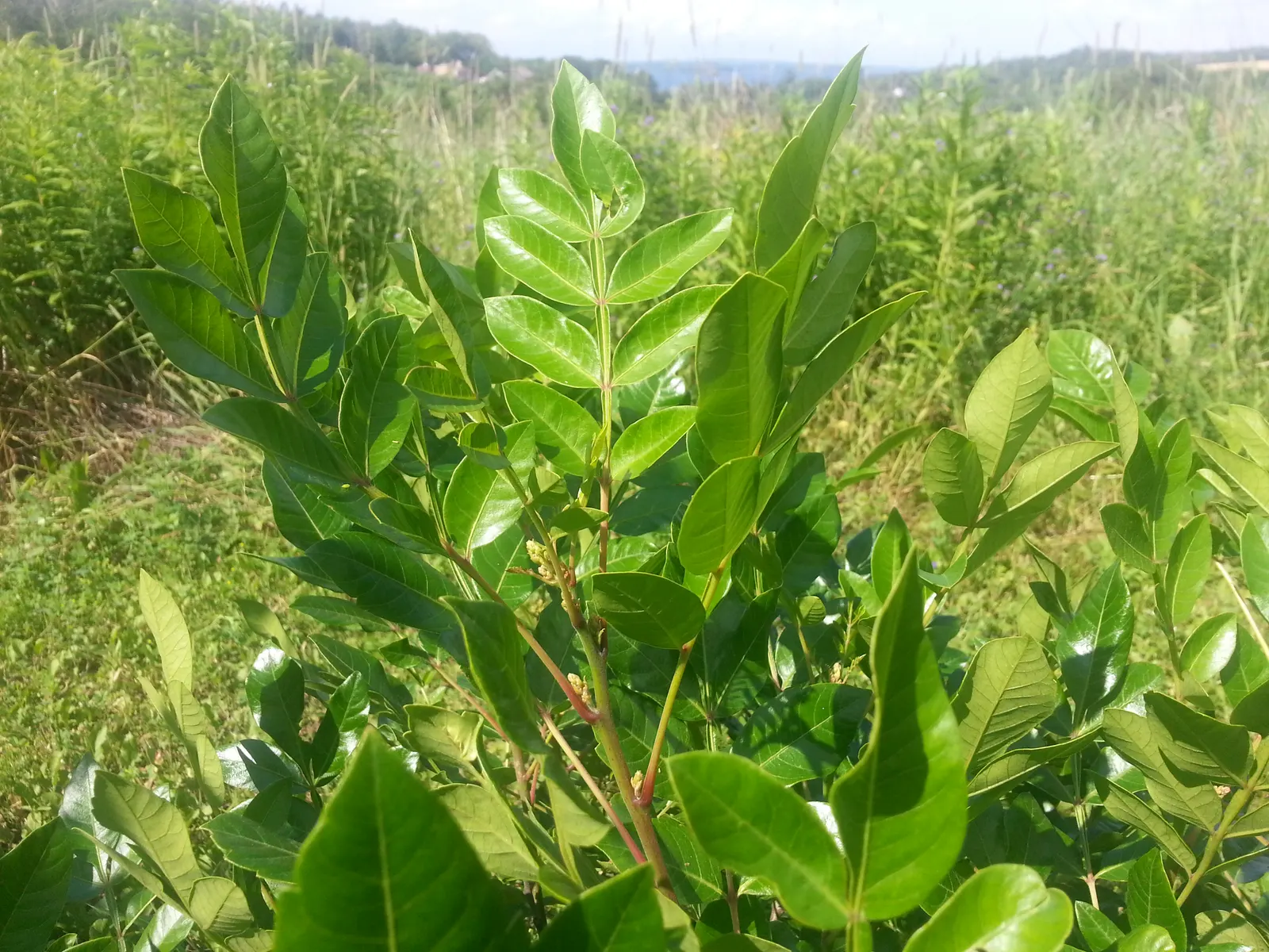 Shining Sumac, Winged Sumac (Rhus Copallina) — One of the sumac's distinctive features is its compound leaves; also known as Rhus copallinum or Winged Sumac