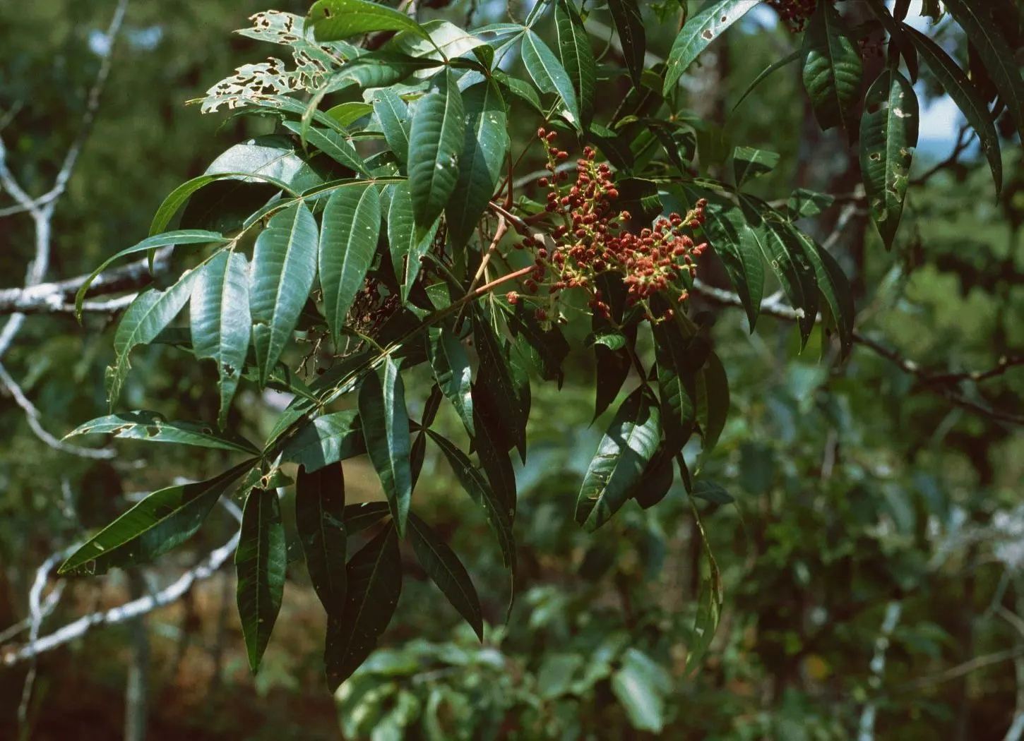 Shining Sumac, Winged Sumac (Rhus Copallina) — and purple.<br><br>Winged Sumac's branches have a characteristic winged appearance