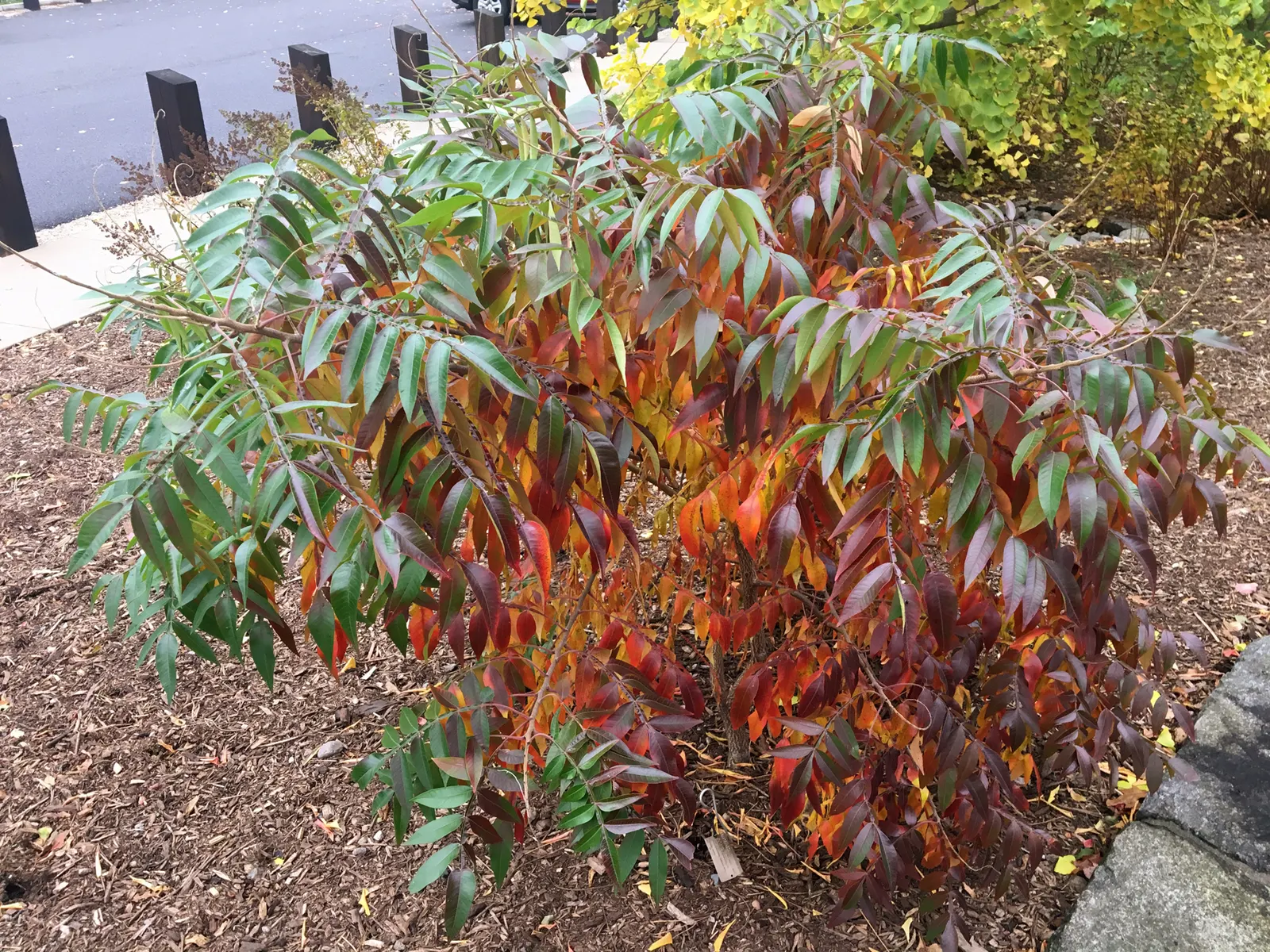 Shining Sumac, Winged Sumac (Rhus Copallina) — These berry-like fruits persist through the winter