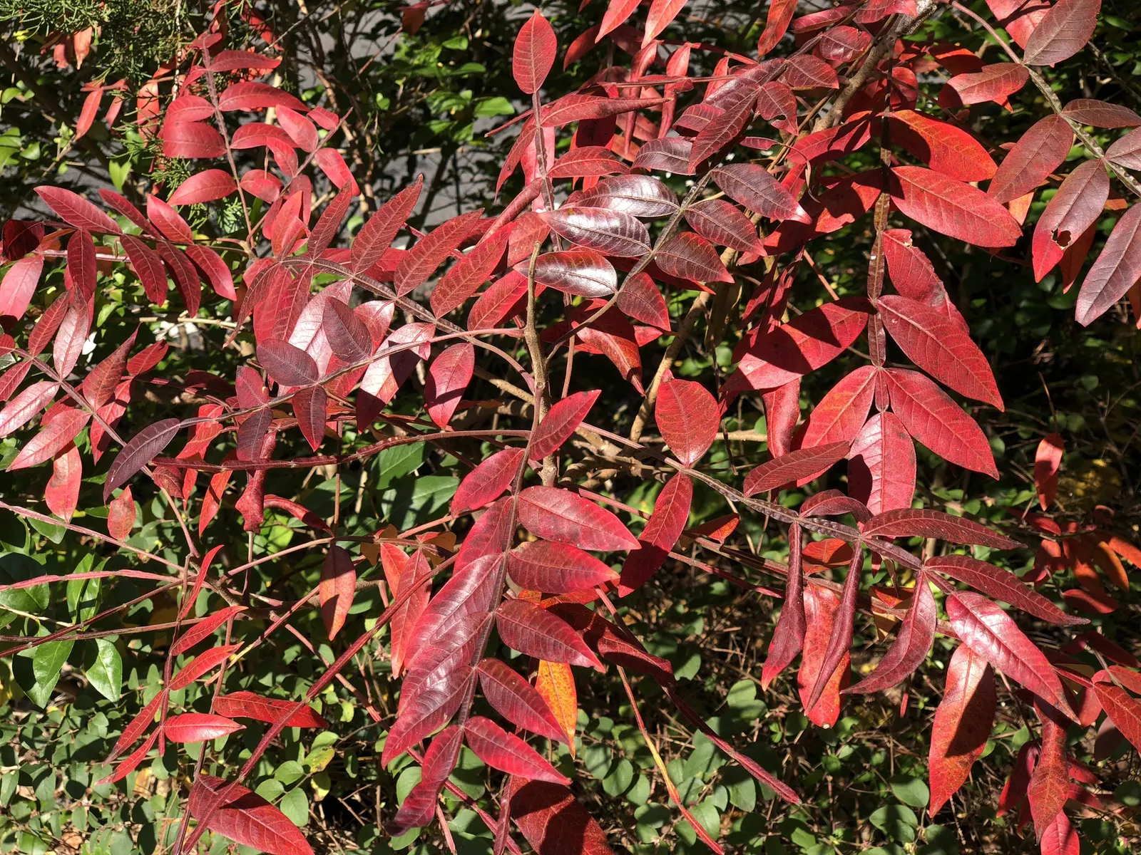 Shining Sumac, Winged Sumac (Rhus Copallina) — also known as Rhus copallinum or Winged Sumac