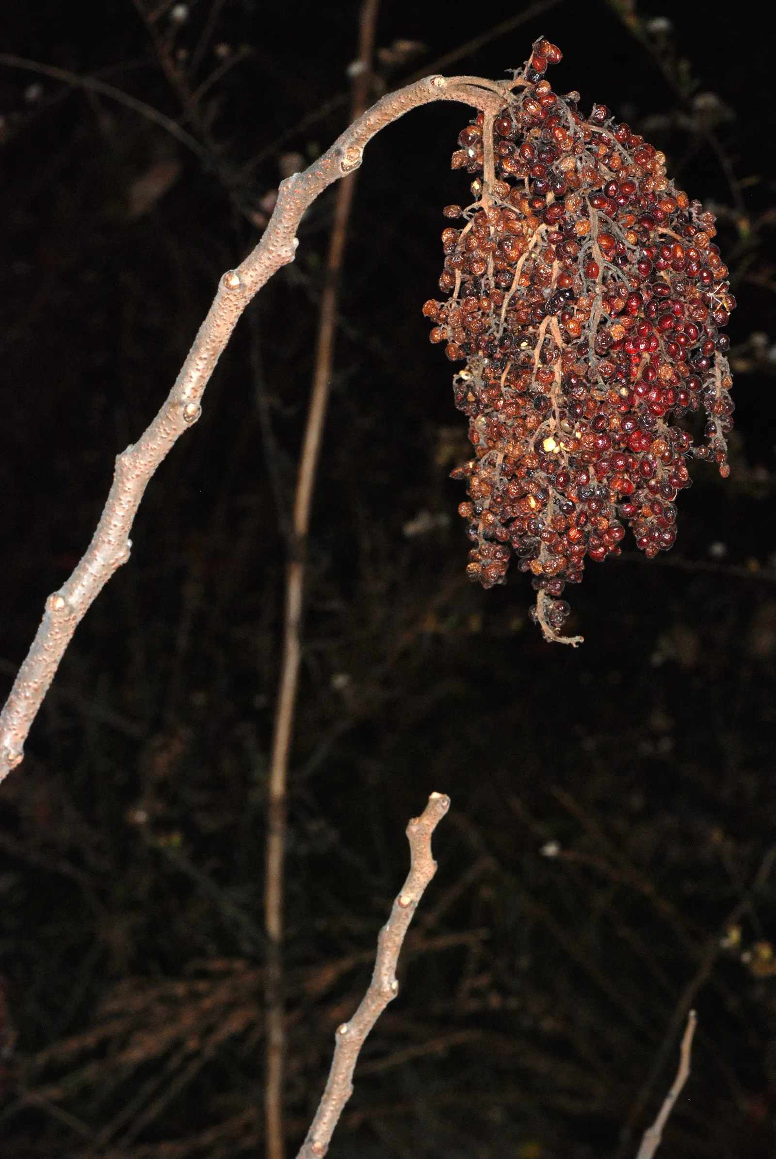 Shining Sumac, Winged Sumac (Rhus Copallina) — which later develop into dense