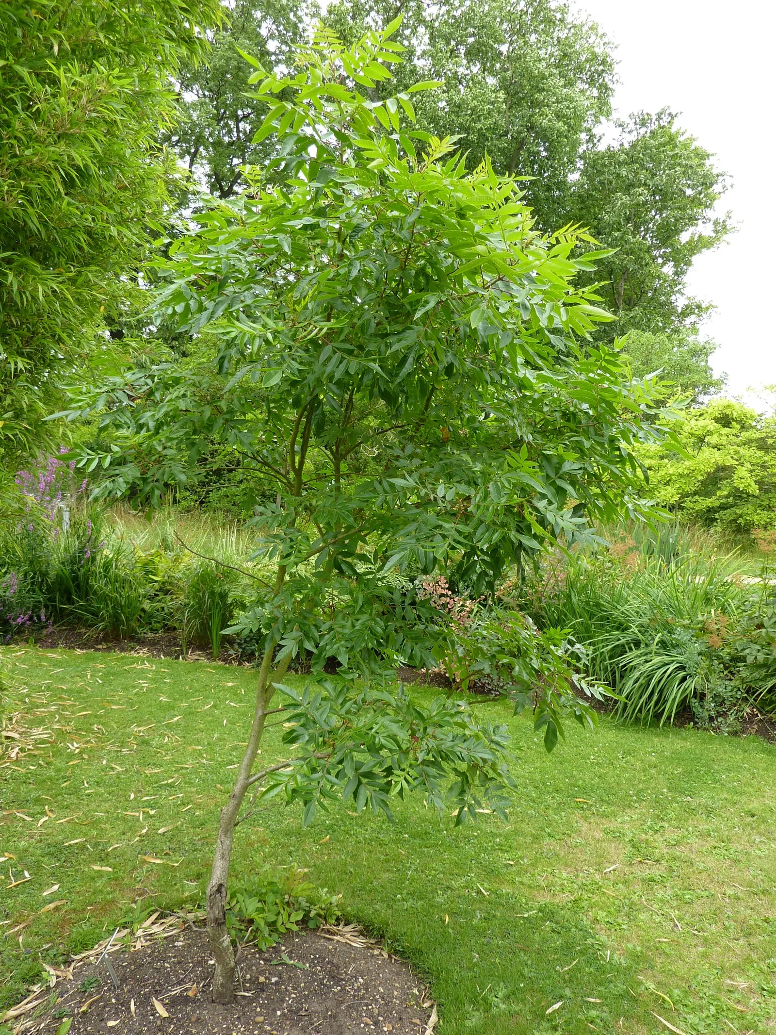 Shining Sumac, Winged Sumac (Rhus Copallina) — This versatile species typically reaches a height of 10 to 15 feet with a similar spread