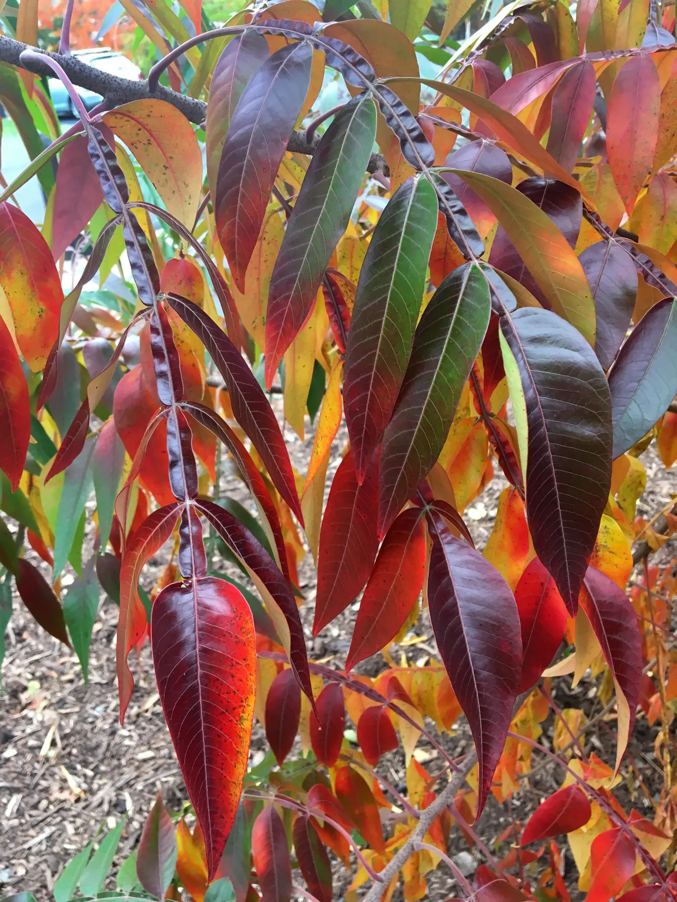 Shining Sumac, Winged Sumac (Rhus Copallina) — Ideal for mass plantings or naturalized areas; presenting a rounded to slightly upright form