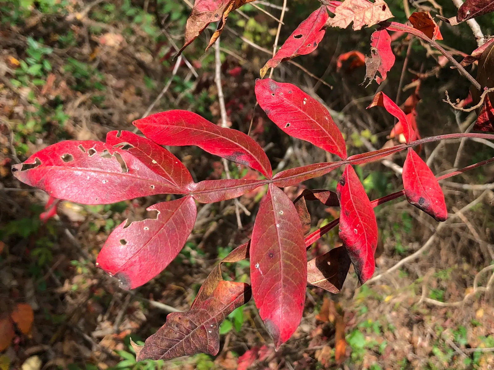 Shining Sumac, Winged Sumac (Rhus Copallina) — with conspicuous ridges of tissue between the leaflets contributing to its unique aesthetic