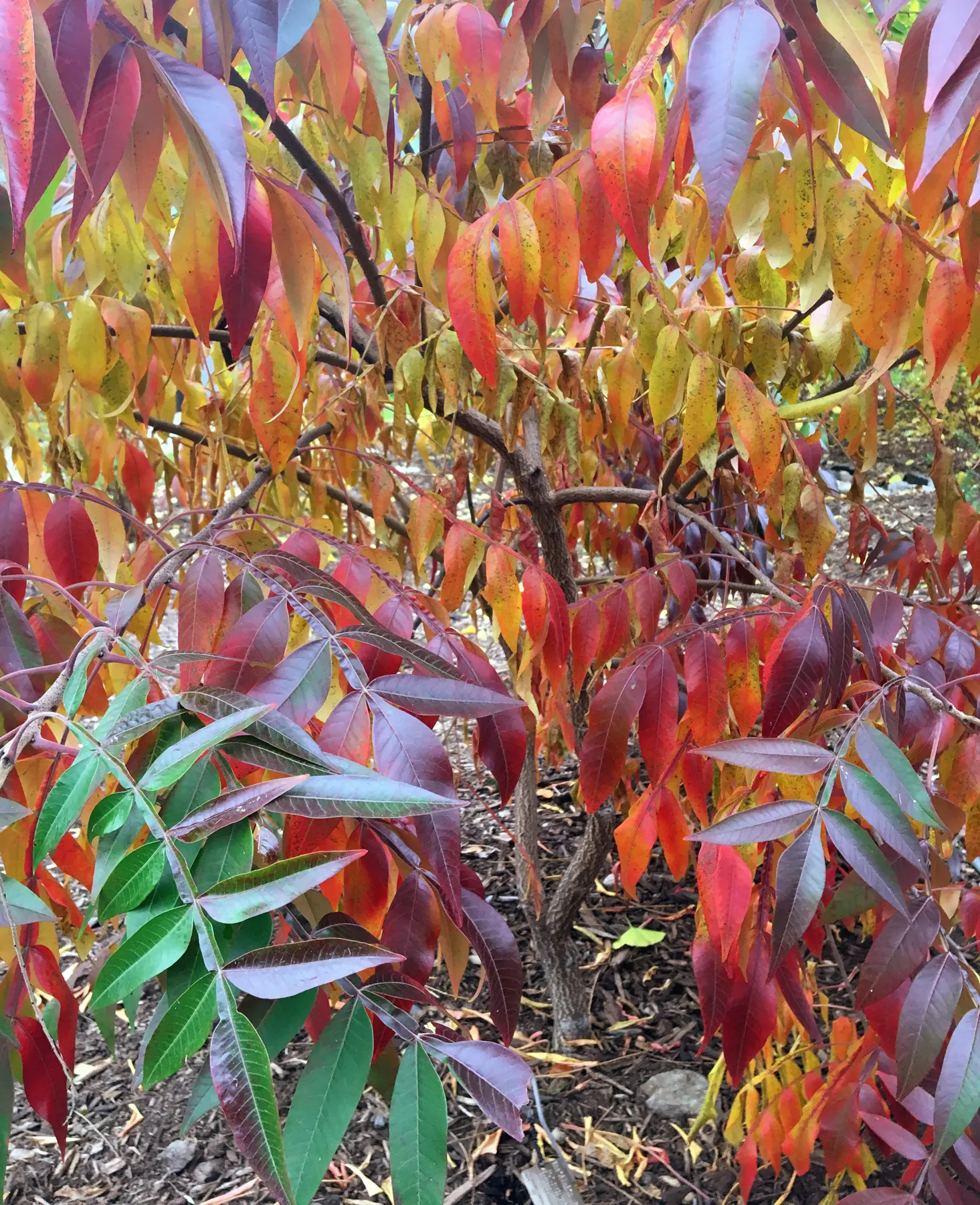 Shining Sumac, Winged Sumac (Rhus Copallina) — the Shining Sumac is an excellent specimen for mass plantings
