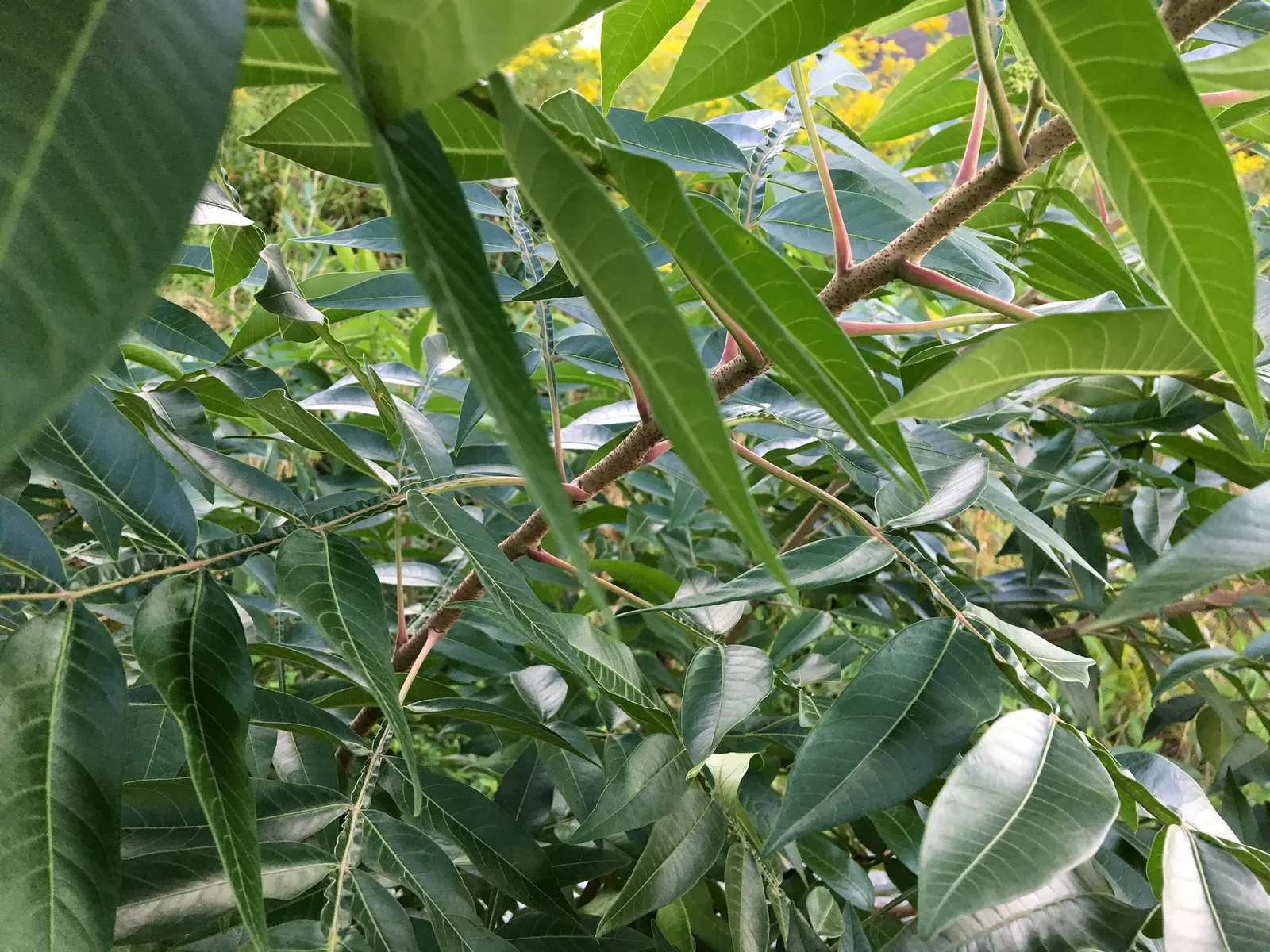 Shining Sumac, Winged Sumac (Rhus Copallina) — As a low-maintenance addition