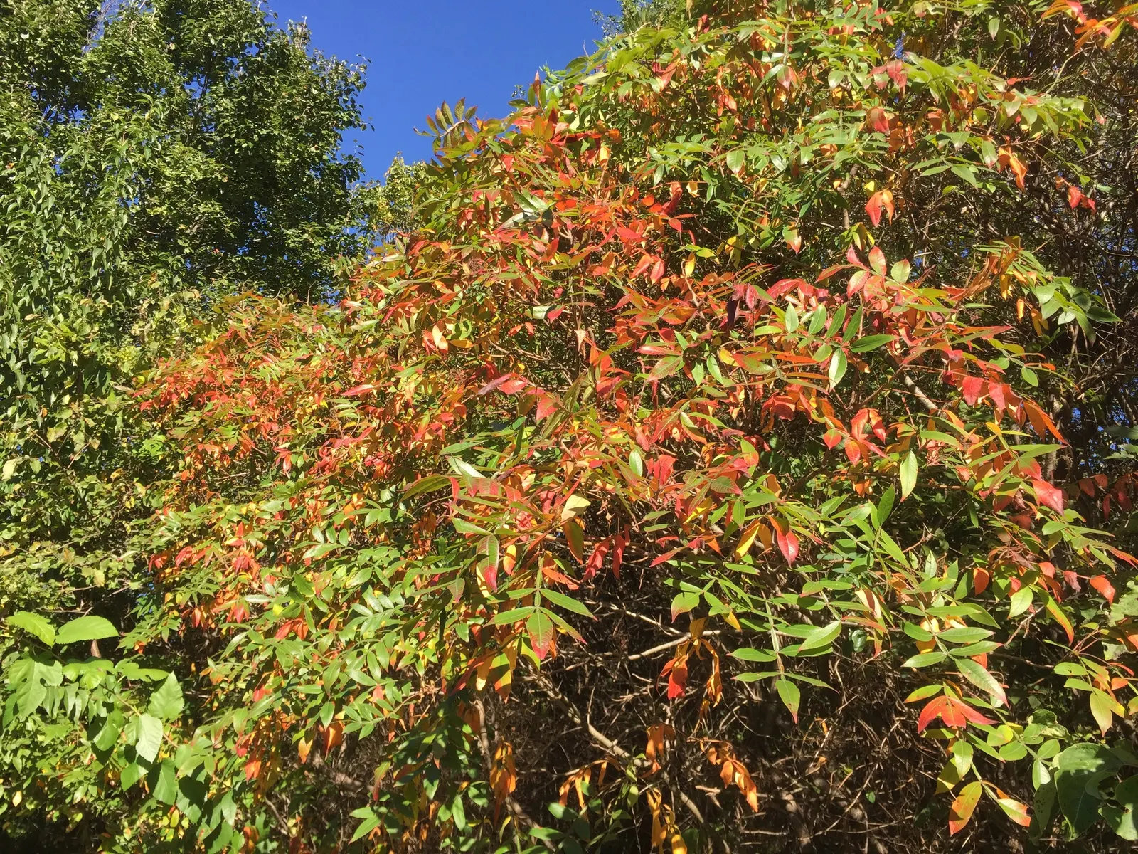 Shining Sumac, Winged Sumac (Rhus Copallina) — Rhus copallinum prefers full sun to part shade and is tolerant of various soil types