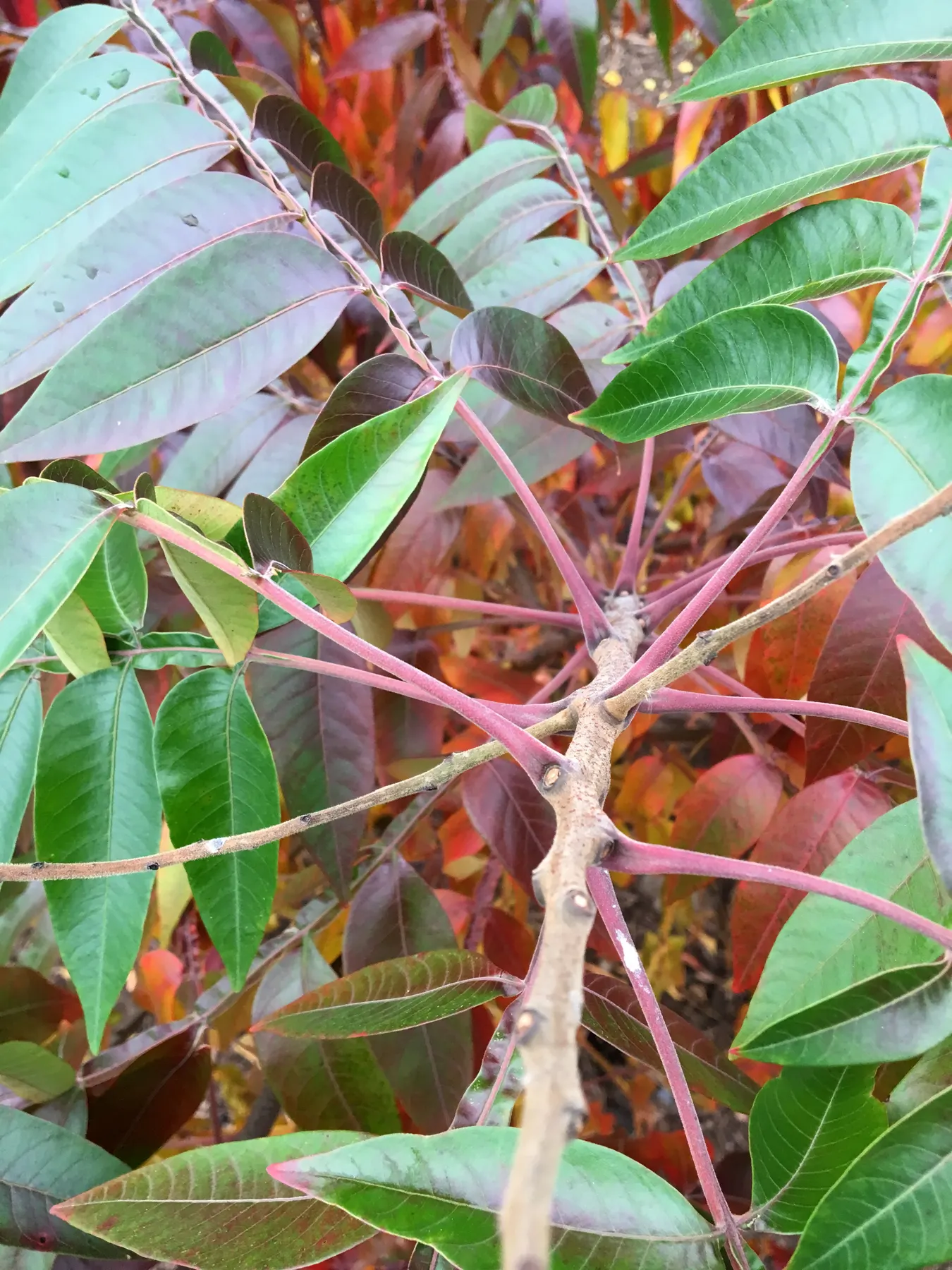 Shining Sumac, Winged Sumac (Rhus Copallina) — Ideal for mass plantings or naturalized areas
