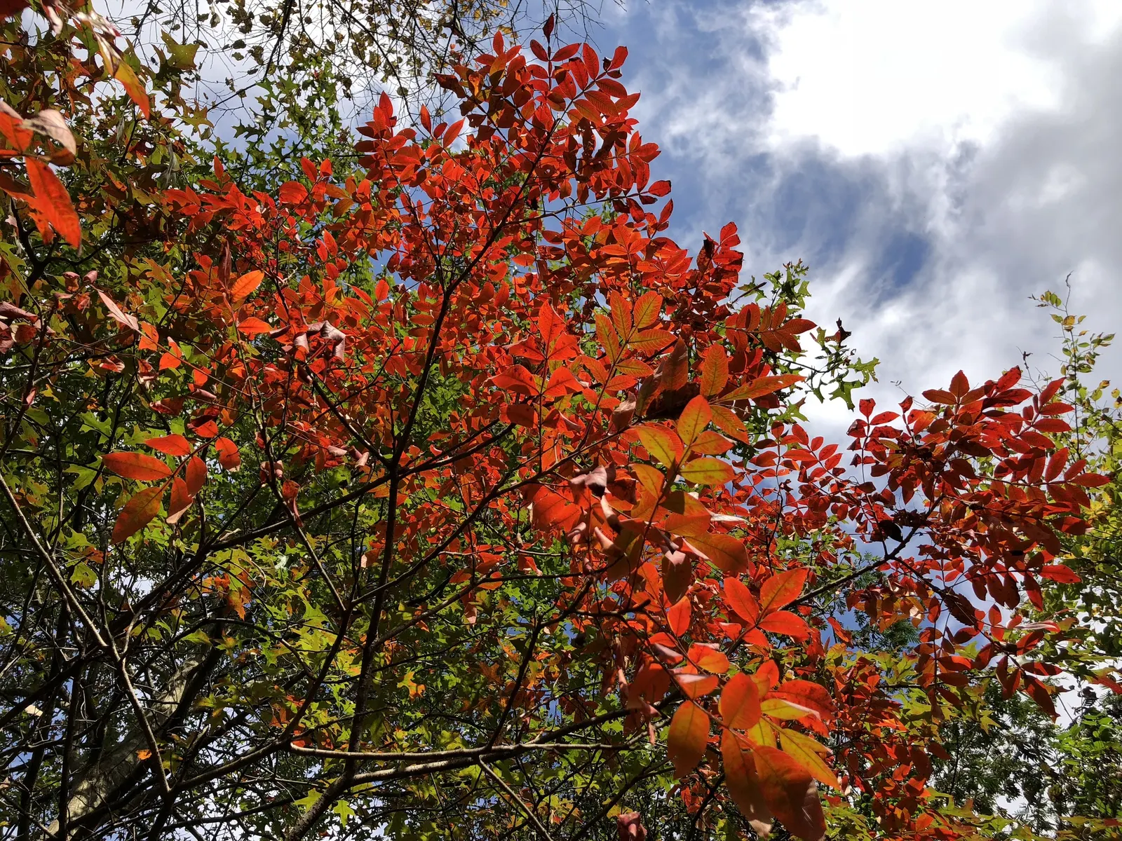 Shining Sumac, Winged Sumac (Rhus Copallina) — transforms the shrub into a fiery spectacle with hues of red