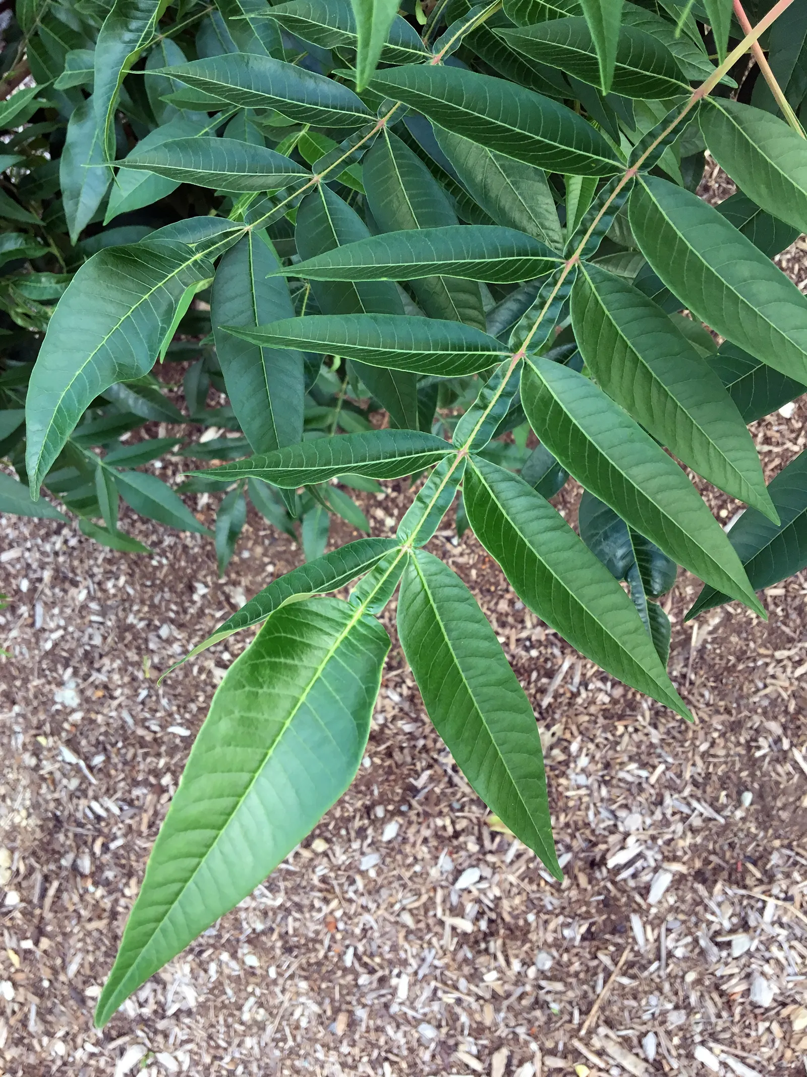 Shining Sumac, Winged Sumac (Rhus Copallina) — presenting a rounded to slightly upright form; shrub / tree for full or half