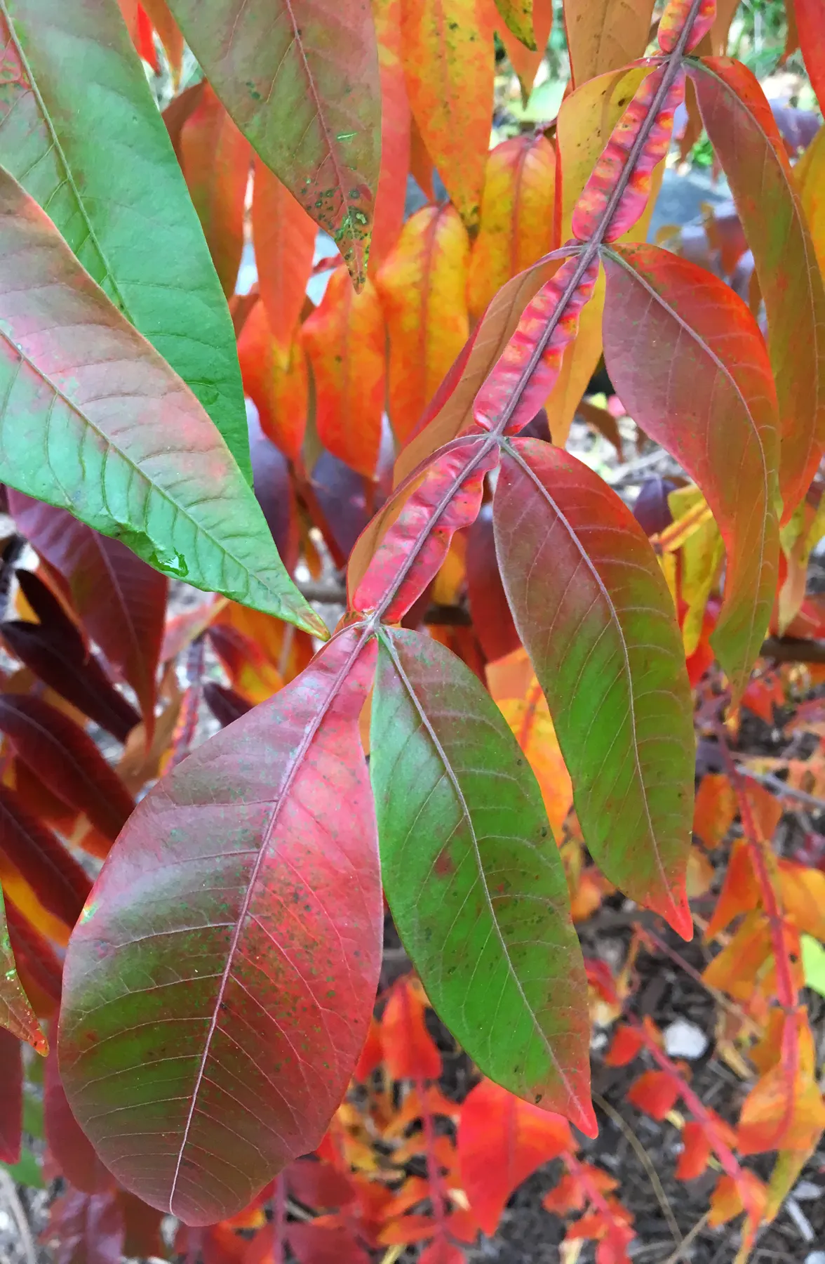Shining Sumac, Winged Sumac (Rhus Copallina) — making it a practical choice for the eco-conscious gardener or landscaper looking to enhance the local habitat