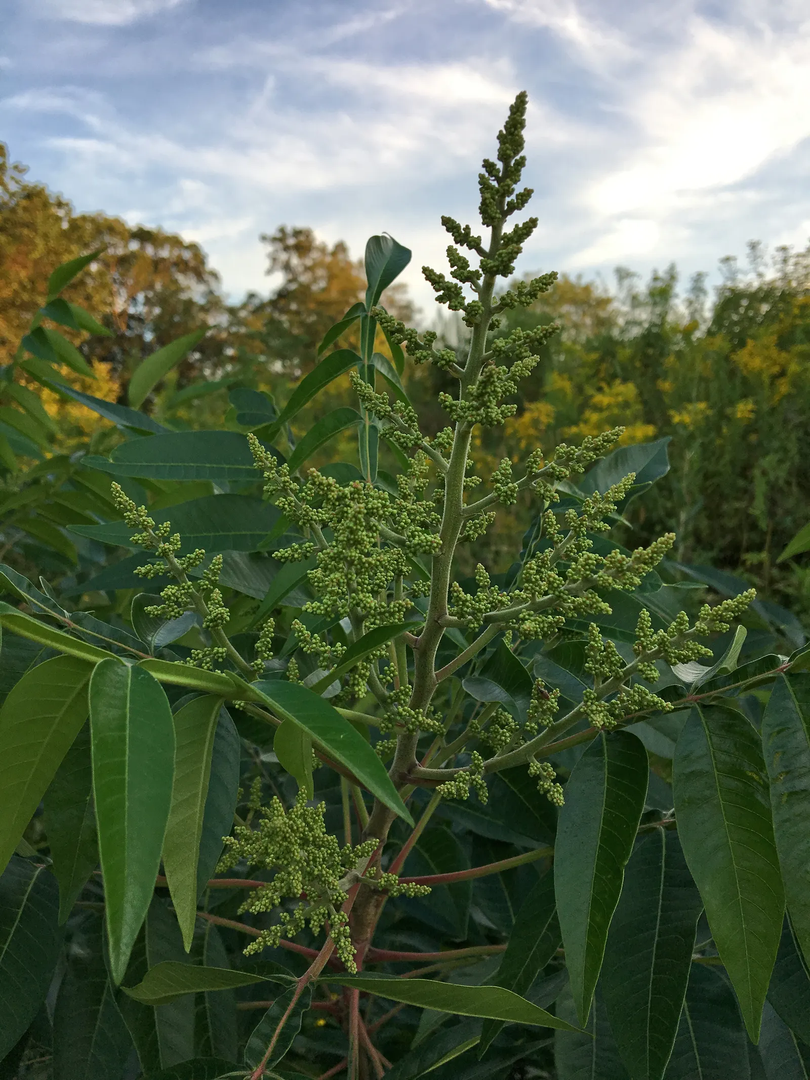 Shining Sumac, Winged Sumac (Rhus Copallina) — One of the sumac's distinctive features is its compound leaves