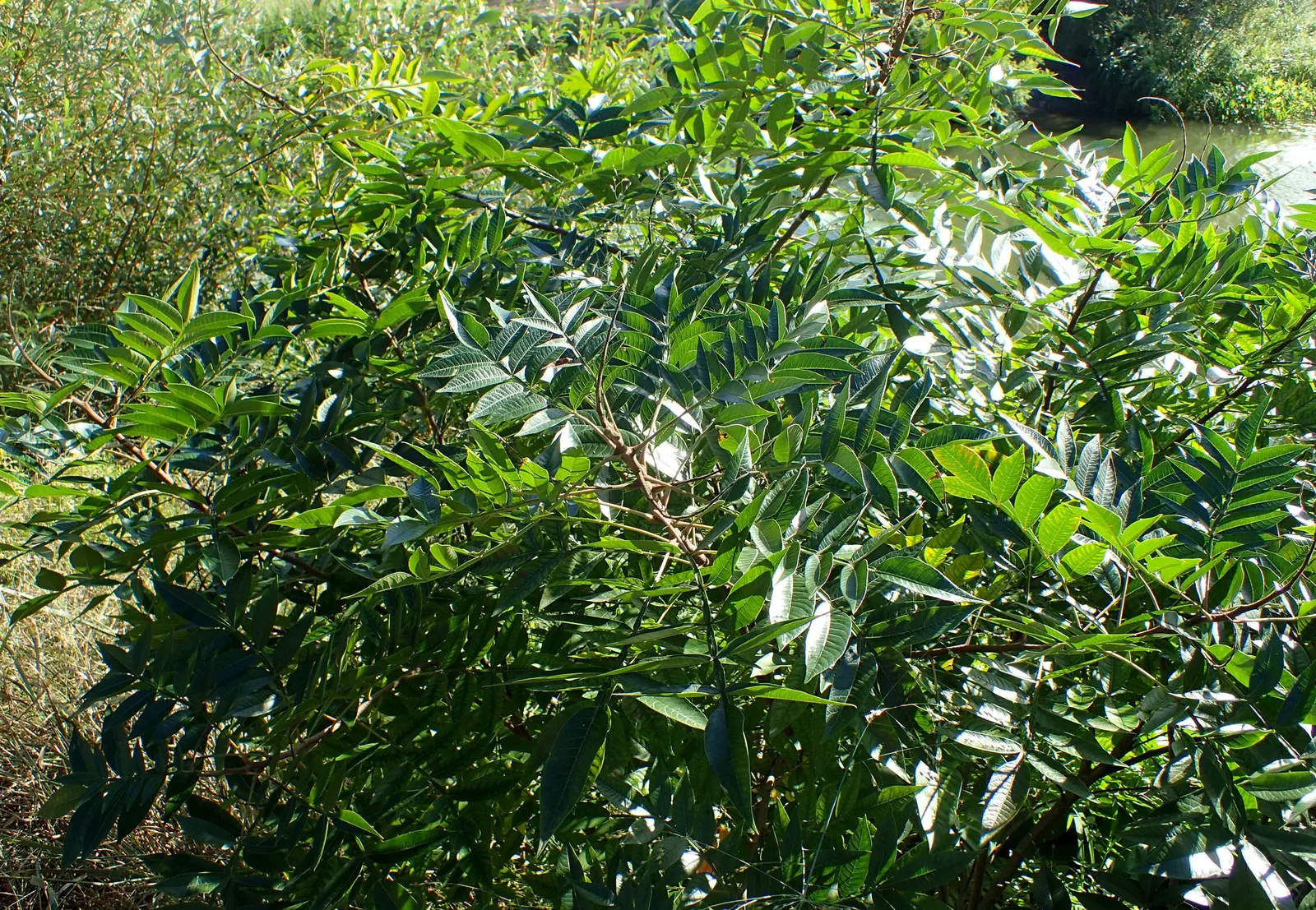 Shining Sumac, Winged Sumac (Rhus Copallina) — Its distinctive feature‚Äîwings on leaf stems‚Äîcomplements compound leaves that turn vibrant red in fall; which