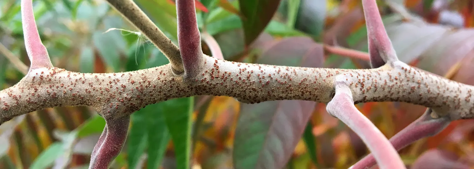 Shining Sumac, Winged Sumac (Rhus Copallina) — Its distinctive feature‚Äîwings on leaf stems‚Äîcomplements compound leaves that turn vibrant red in fall