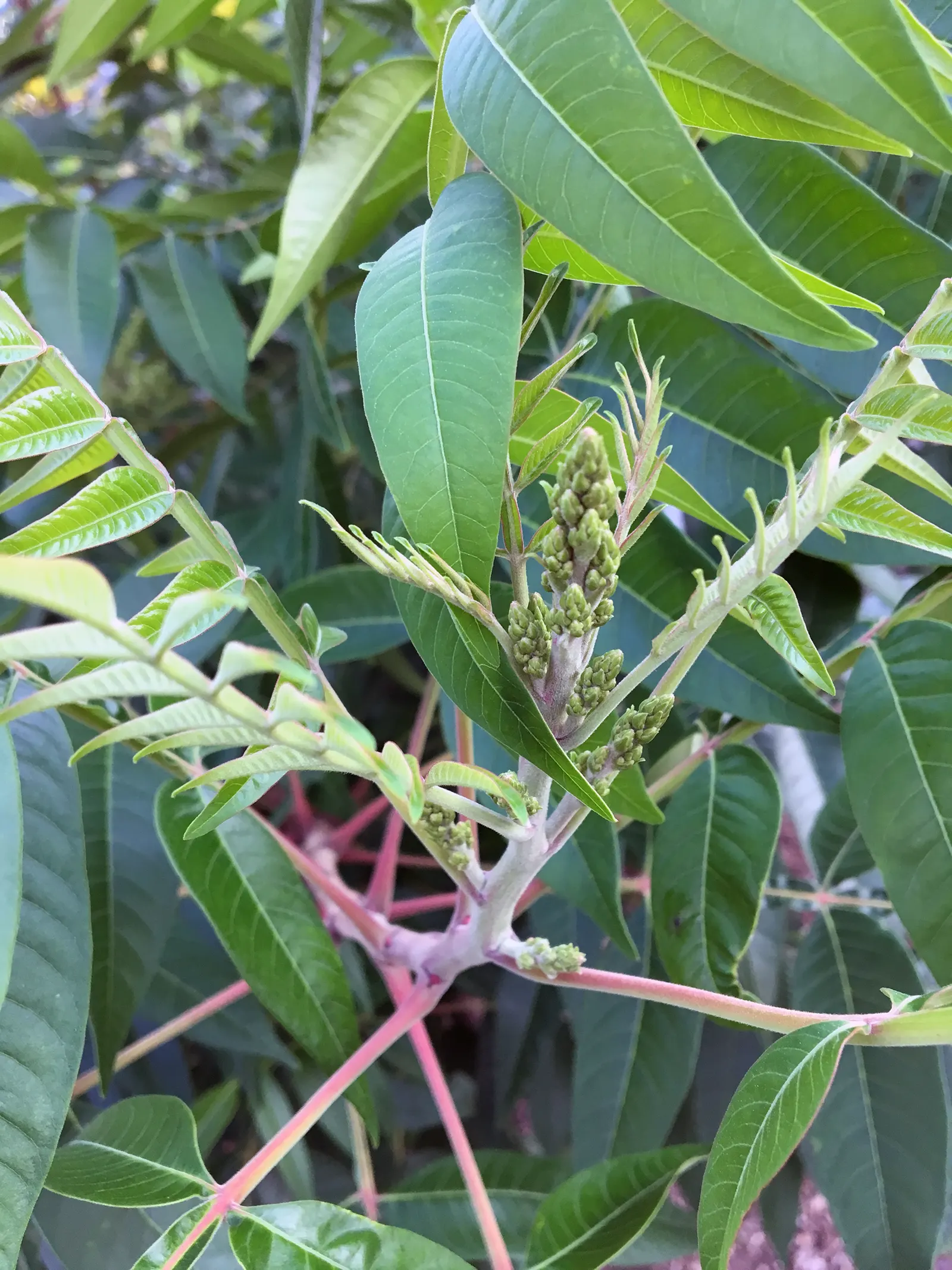 Shining Sumac, Winged Sumac (Rhus Copallina) — Drought-tolerant and low-maintenance; with its vibrant foliage and versatile nature