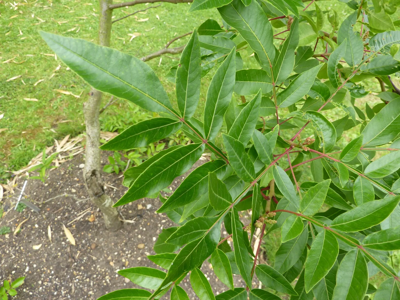 Shining Sumac, Winged Sumac (Rhus Copallina) — which are 12 to 18 inches long and host 9 to 21 leaflets
