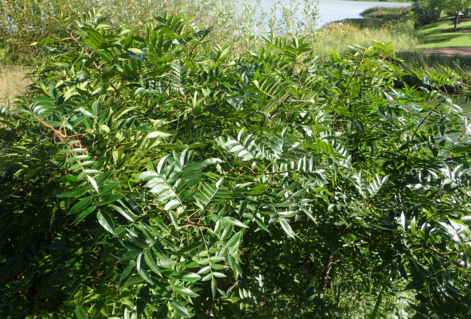 Shining Sumac, Winged Sumac (Rhus Copallina) — shrub / tree with green and yellow blooms