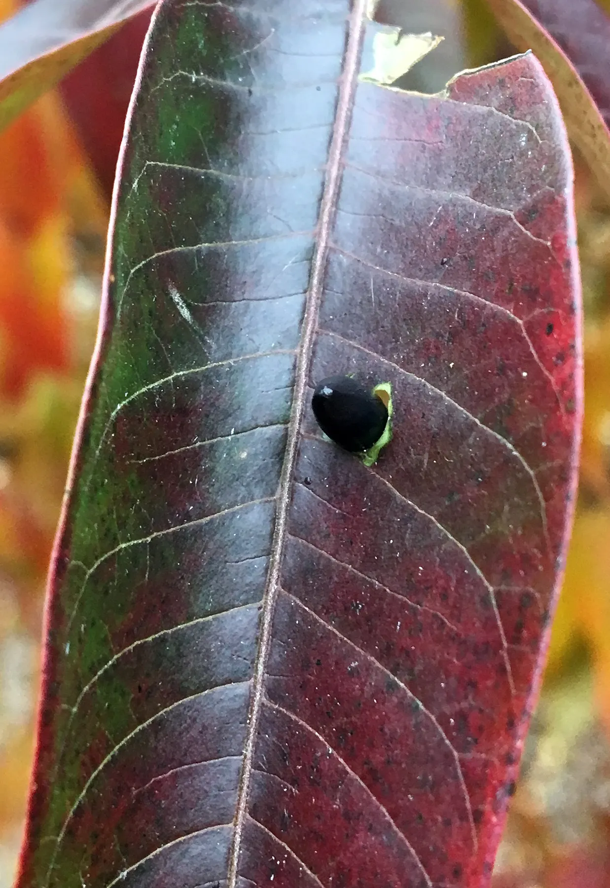 Shining Sumac, Winged Sumac (Rhus Copallina) — it provides excellent fall color and attracts wildlife with its red berries