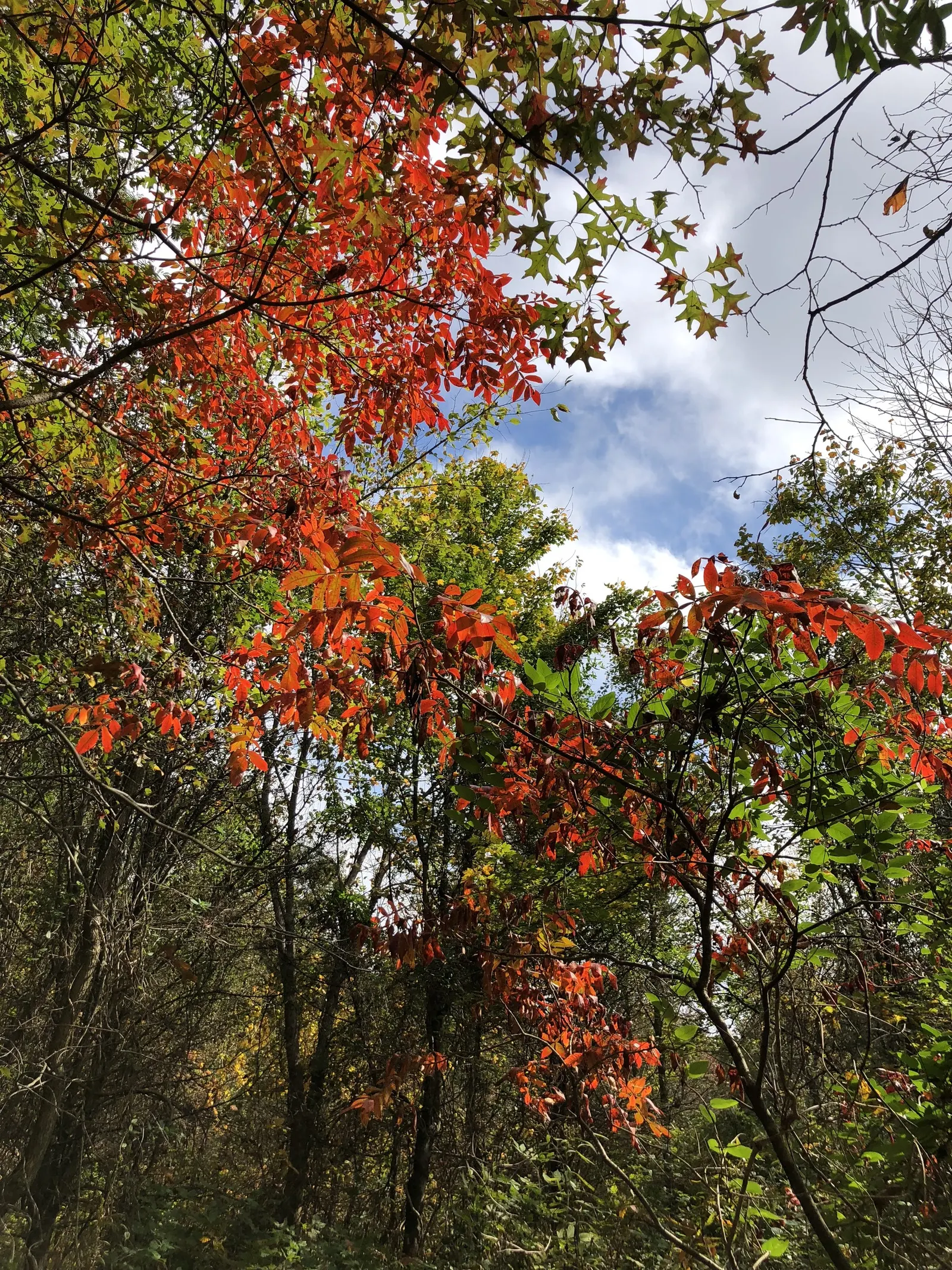 Shining Sumac, Winged Sumac (Rhus Copallina) — This hardy native thrives in zones 4-9, favoring full sun to light shade and well-drained soil