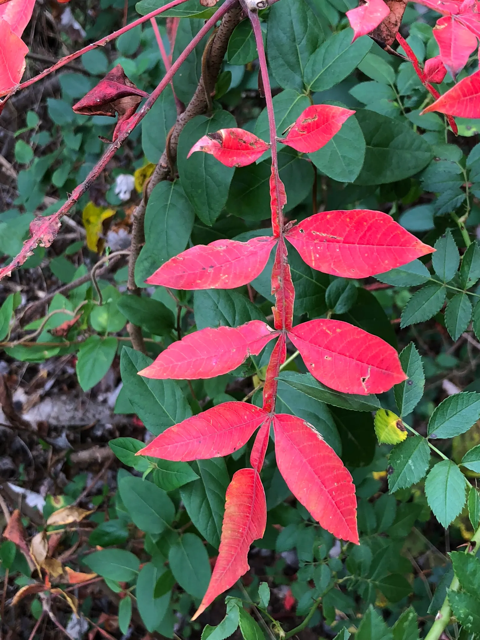 Shining Sumac, Winged Sumac (Rhus Copallina) — presenting a rounded to slightly upright form